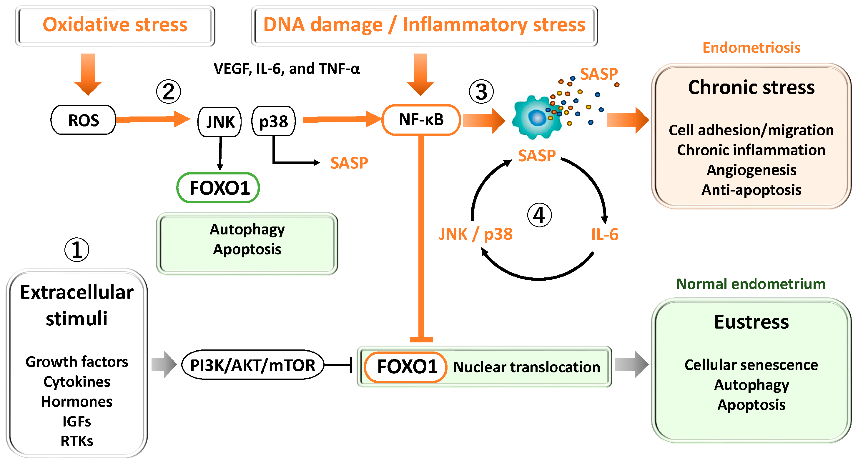 Antioxidants 15 00003 g002