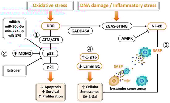 Antioxidants 15 00003 g003