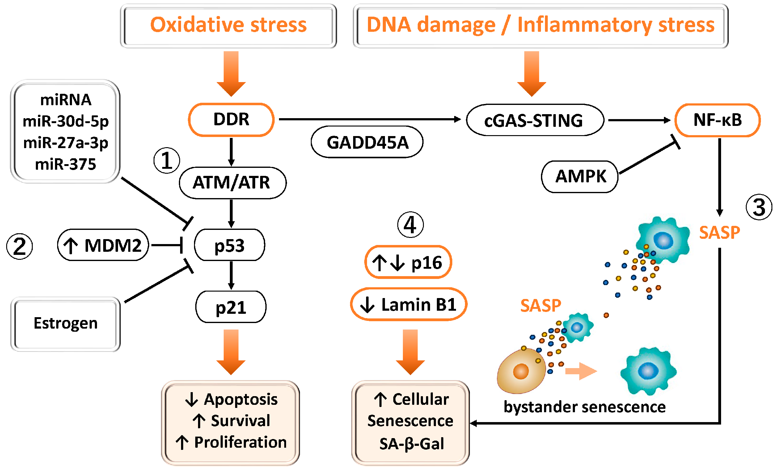 Antioxidants 15 00003 g003