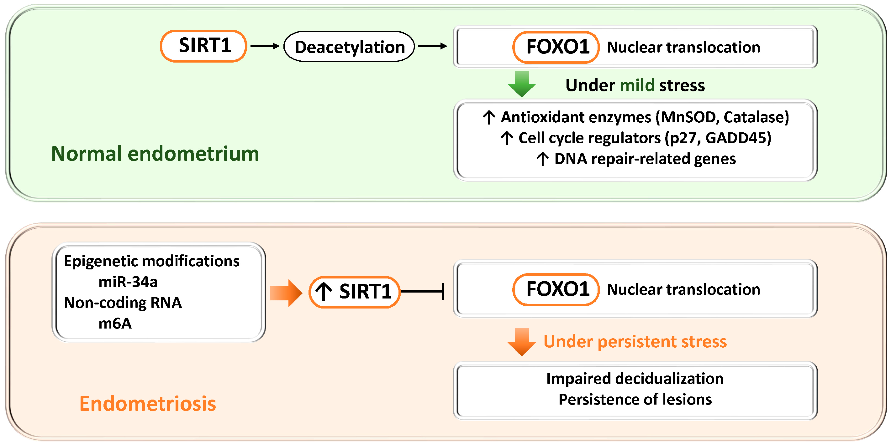 Antioxidants 15 00003 g004