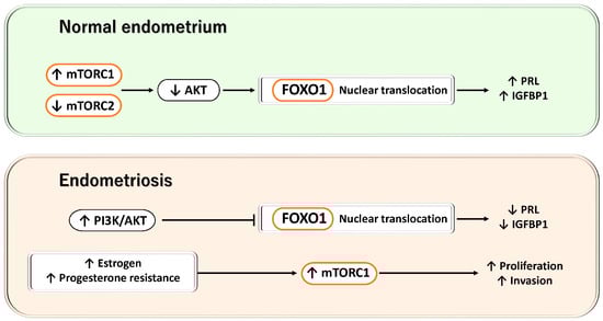 Antioxidants 15 00003 g005