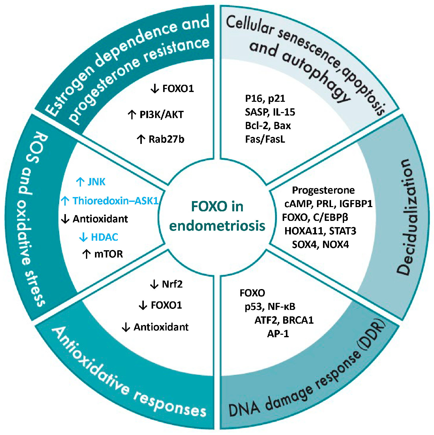 Antioxidants 15 00003 g006
