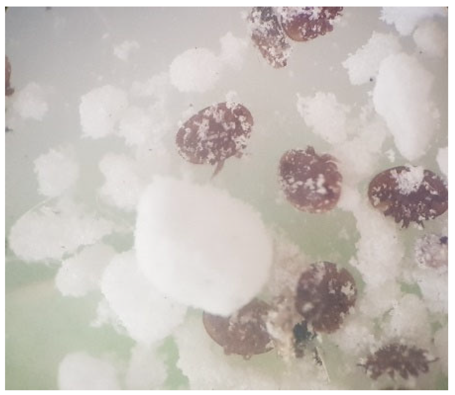 Antioxidants 15 00018 g001