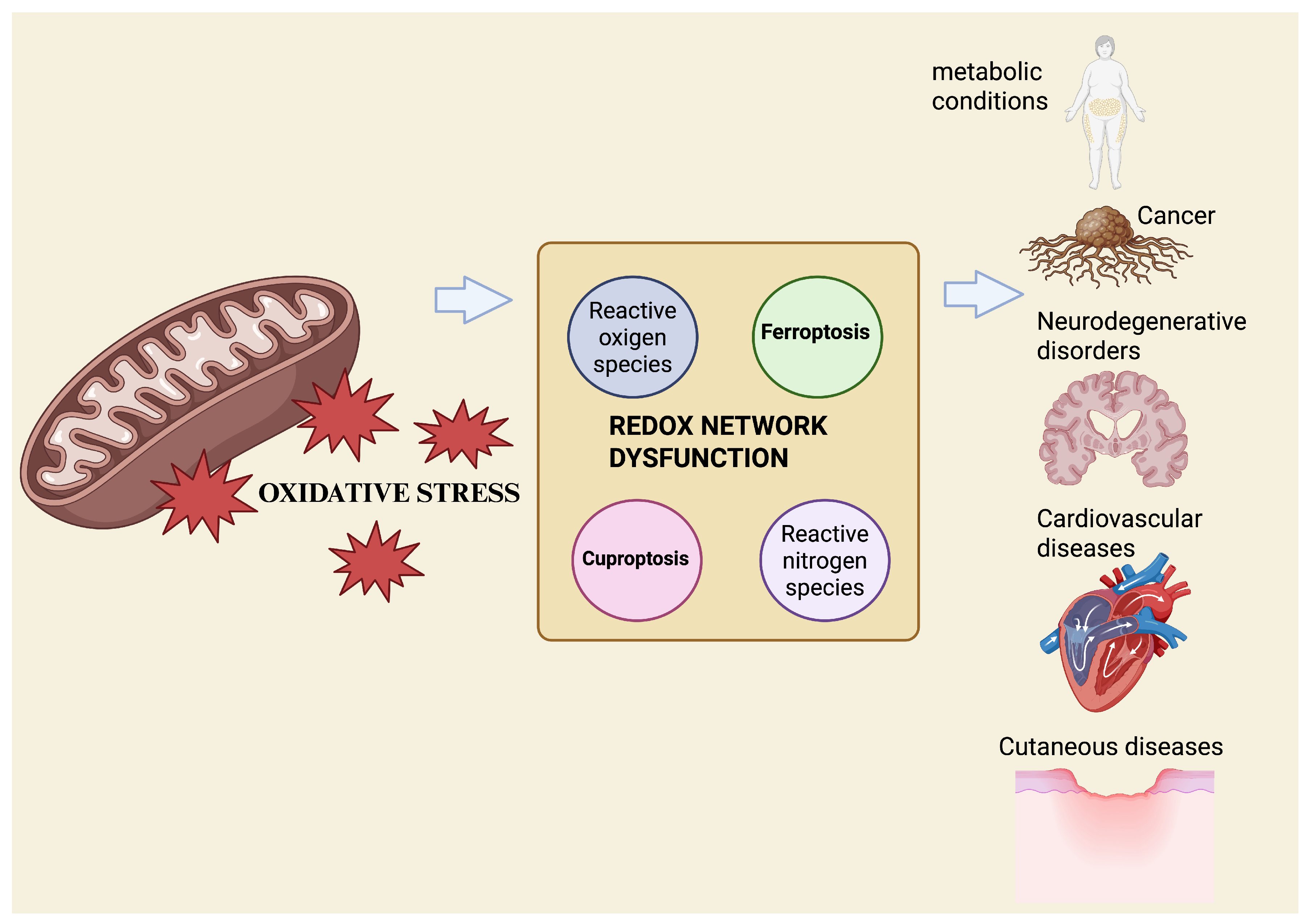 Antioxidants 15 00024 g001
