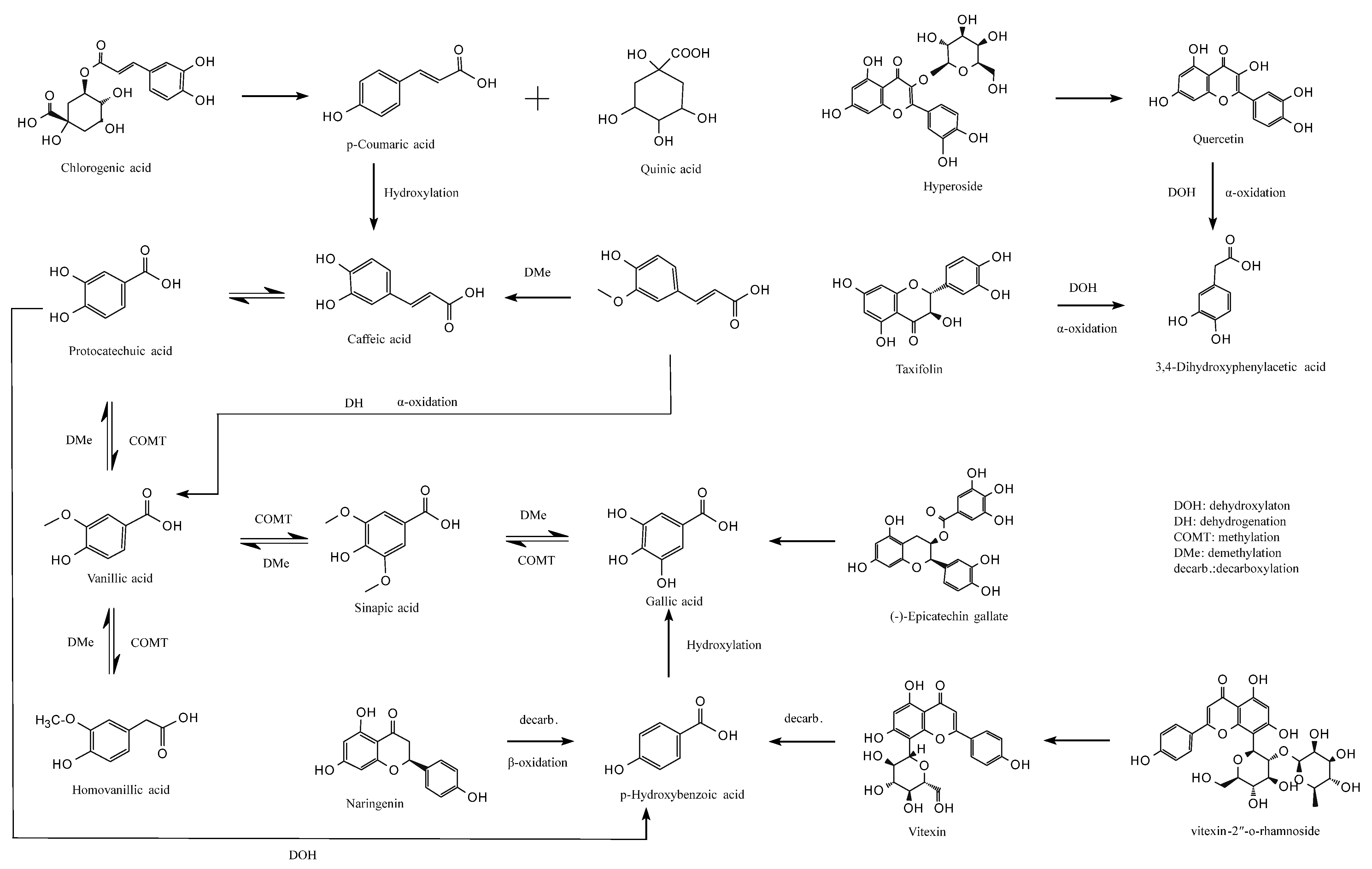 Antioxidants 15 00026 g006