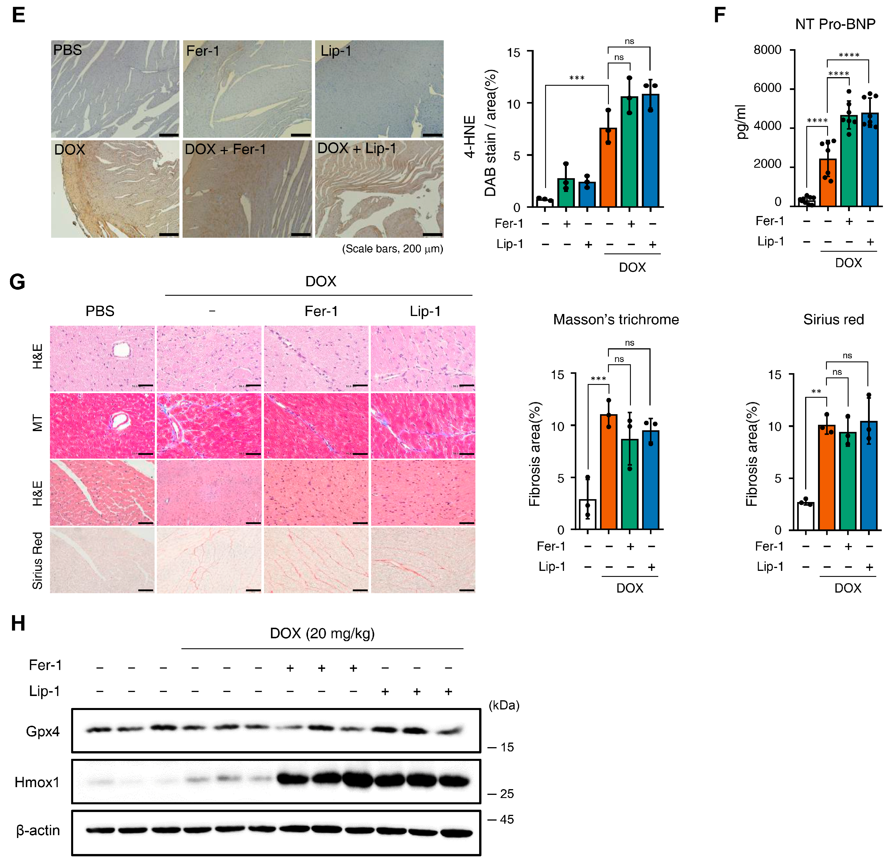 Antioxidants 15 00027 g004b Antioxidants 15 00027 g004b