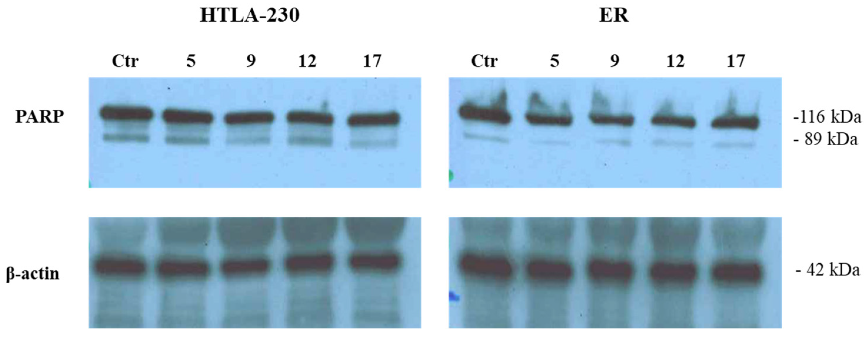 Antioxidants 15 00031 g005 Antioxidants 15 00031 g005