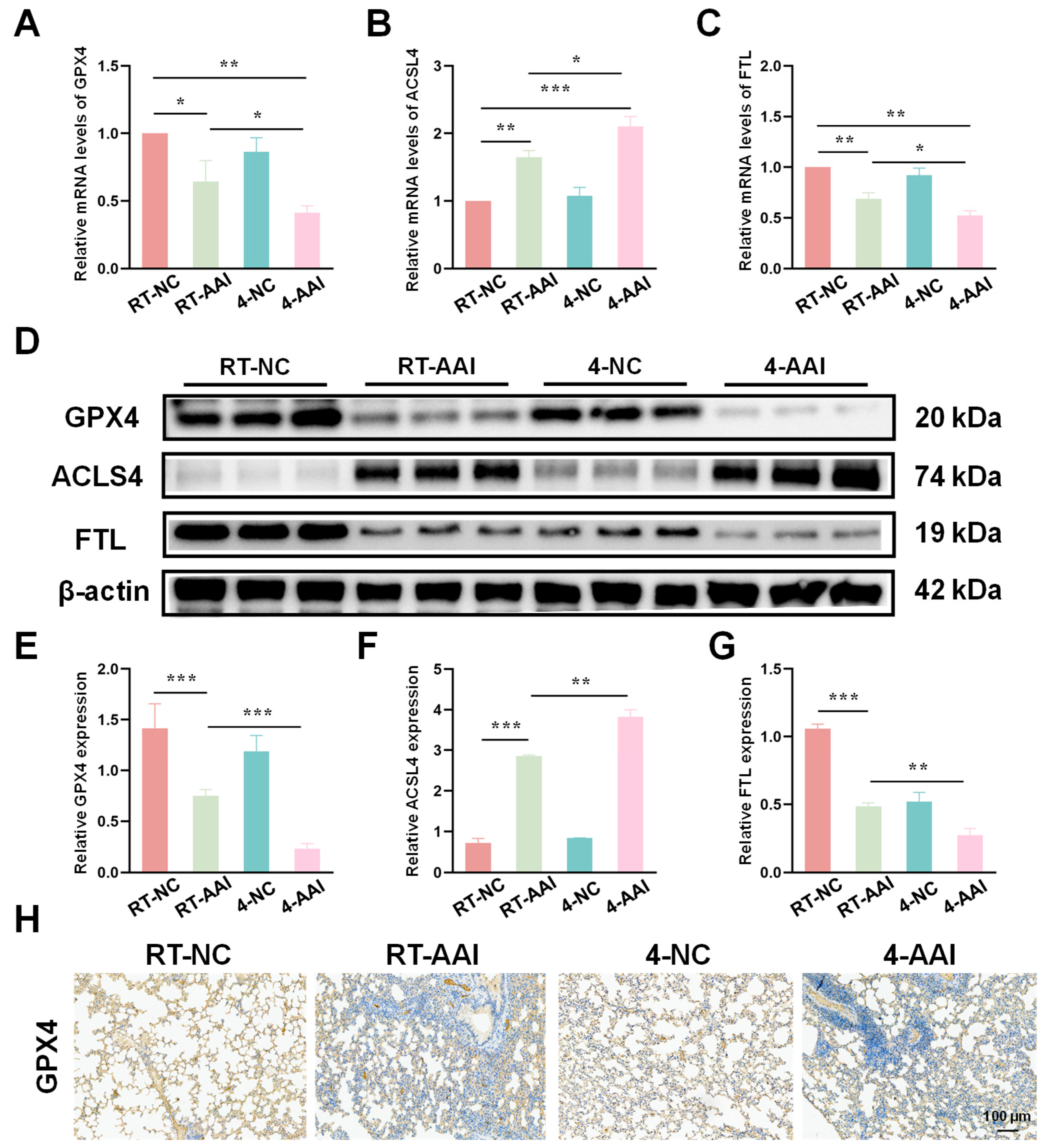 Antioxidants 15 00032 g004