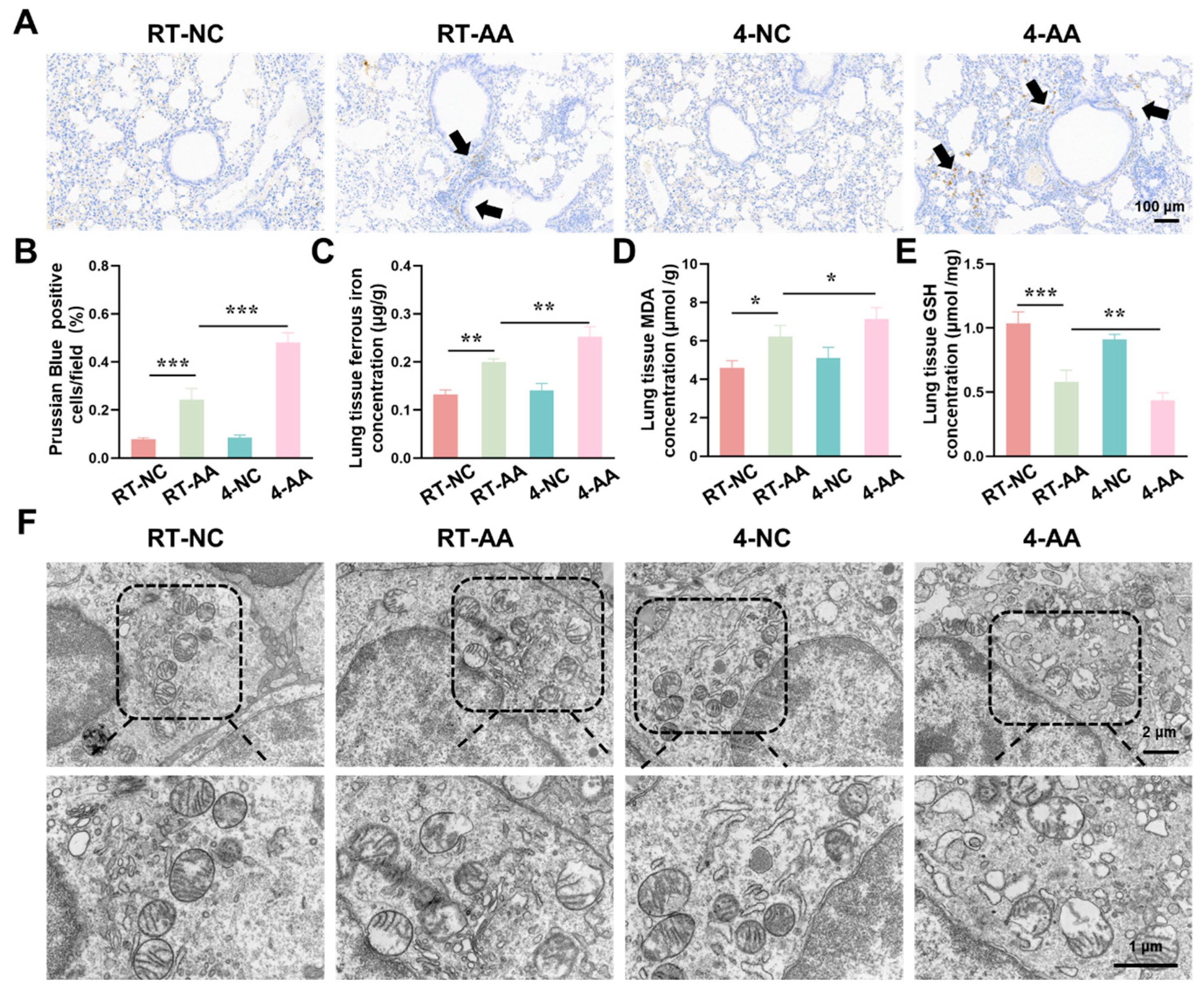 Antioxidants 15 00032 g005