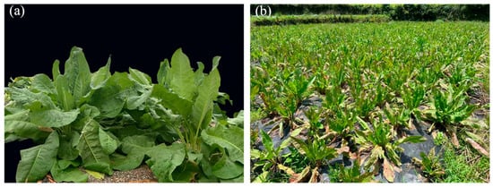 Growth Morphology of edible grass Under Natural Light Conditions (Control, CK) and Shading Treatment (ST). (a): Leaf morphology of edible grass in spring, photographed on 15 April 2022. (b): Leaf morphology of edible grass in summer, photographed on 1 July 2022.