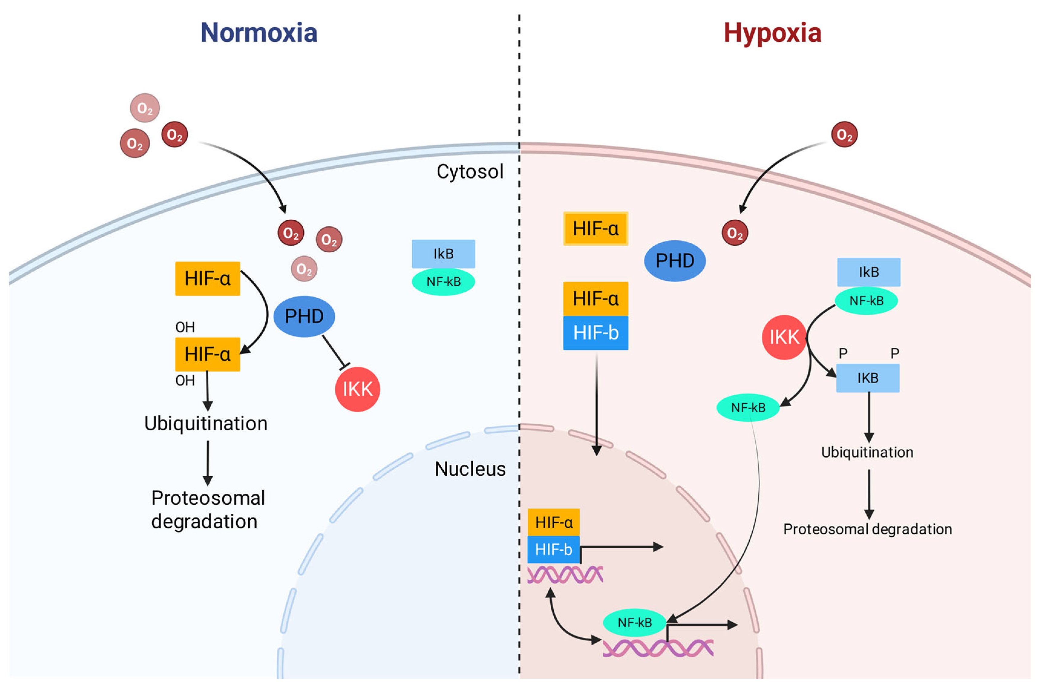 Antioxidants 15 00036 g001 Antioxidants 15 00036 g001