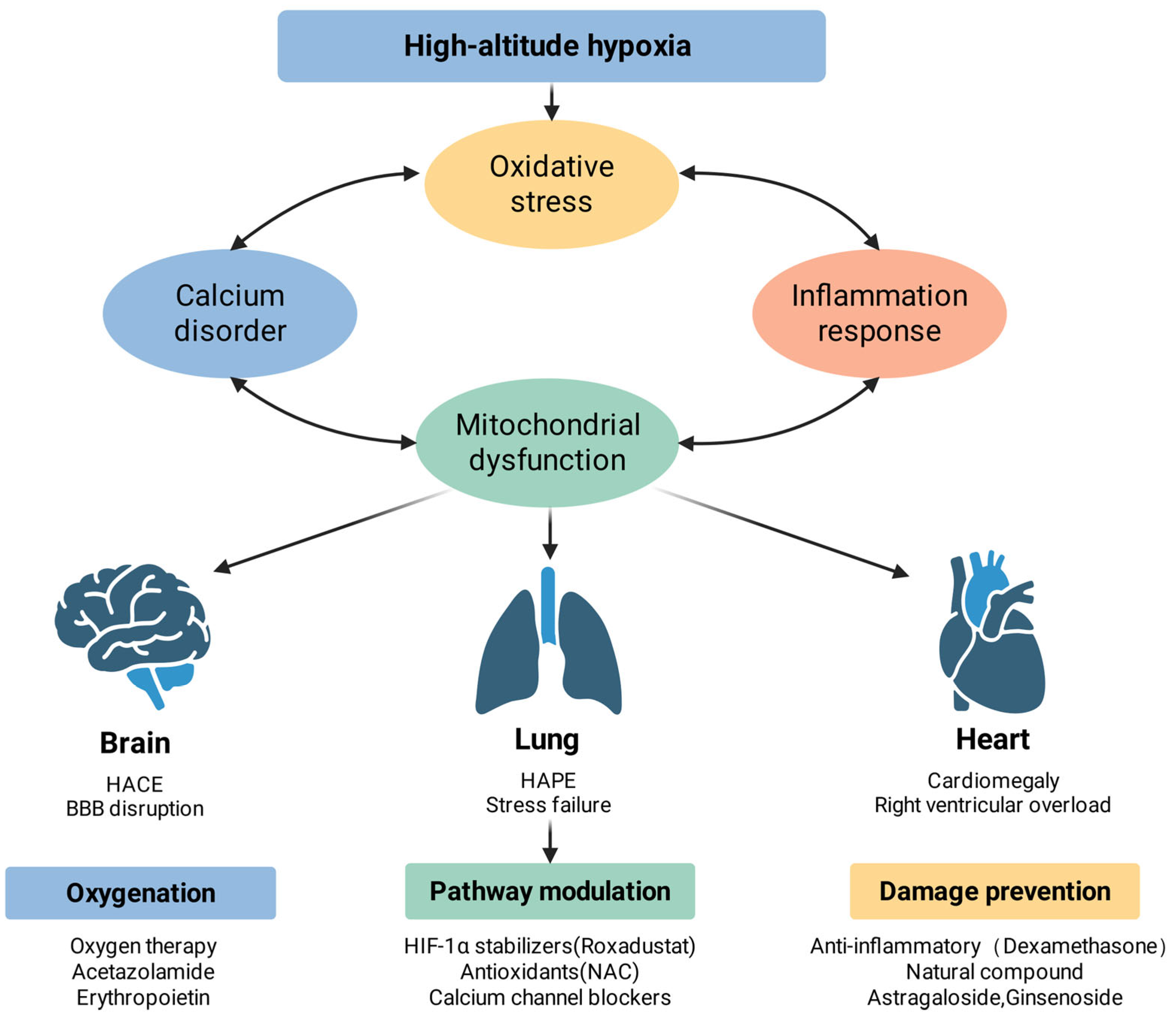 Antioxidants 15 00036 g003 Antioxidants 15 00036 g003