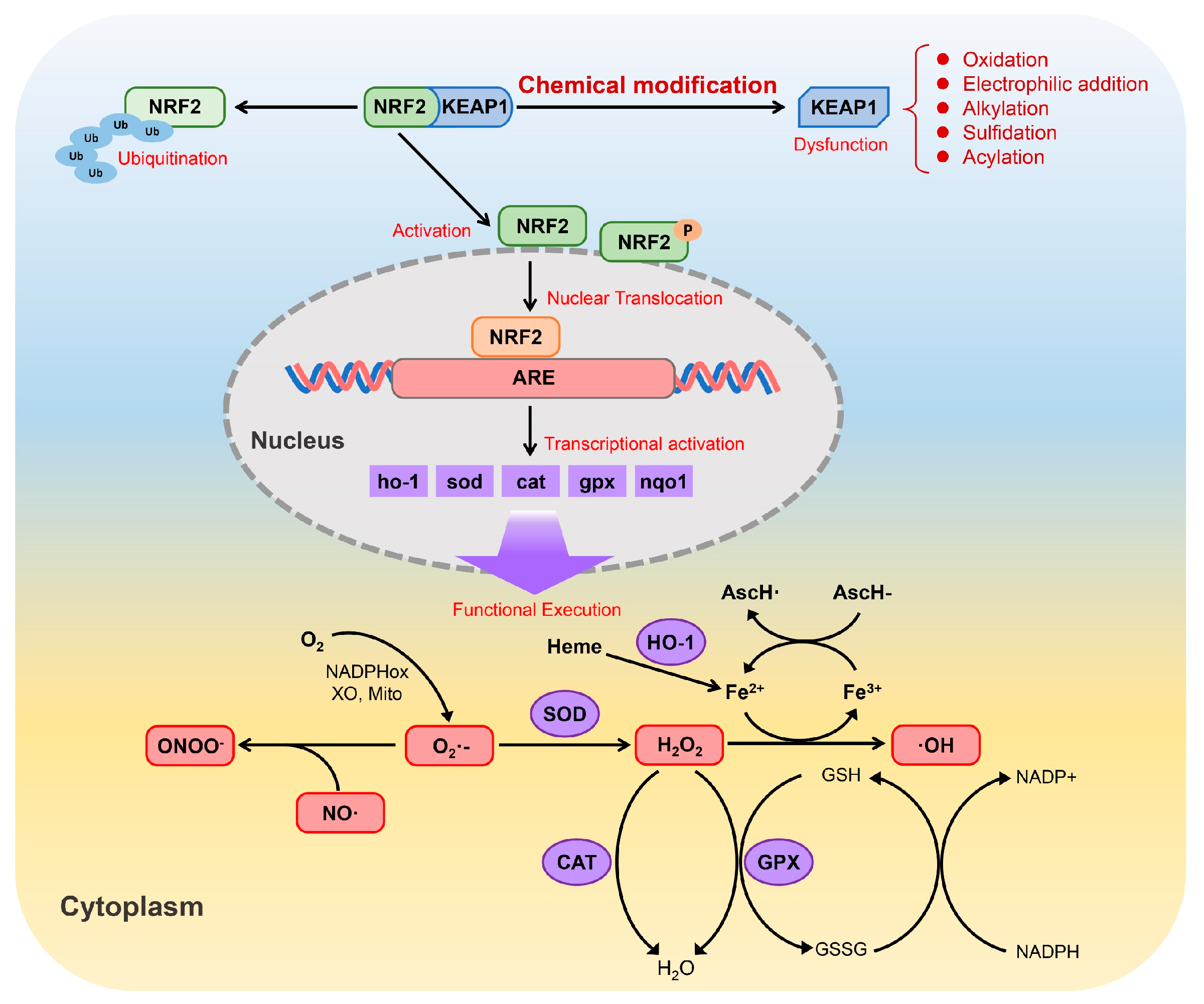 Antioxidants 15 00037 g005