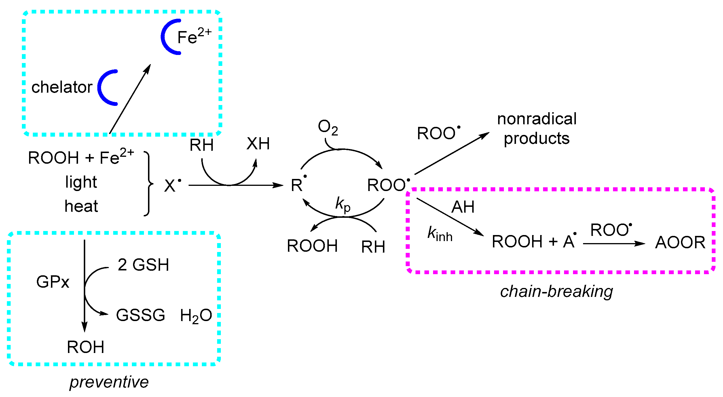 Antioxidants 15 00037 sch004