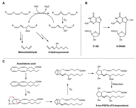 Antioxidants 15 00037 sch008