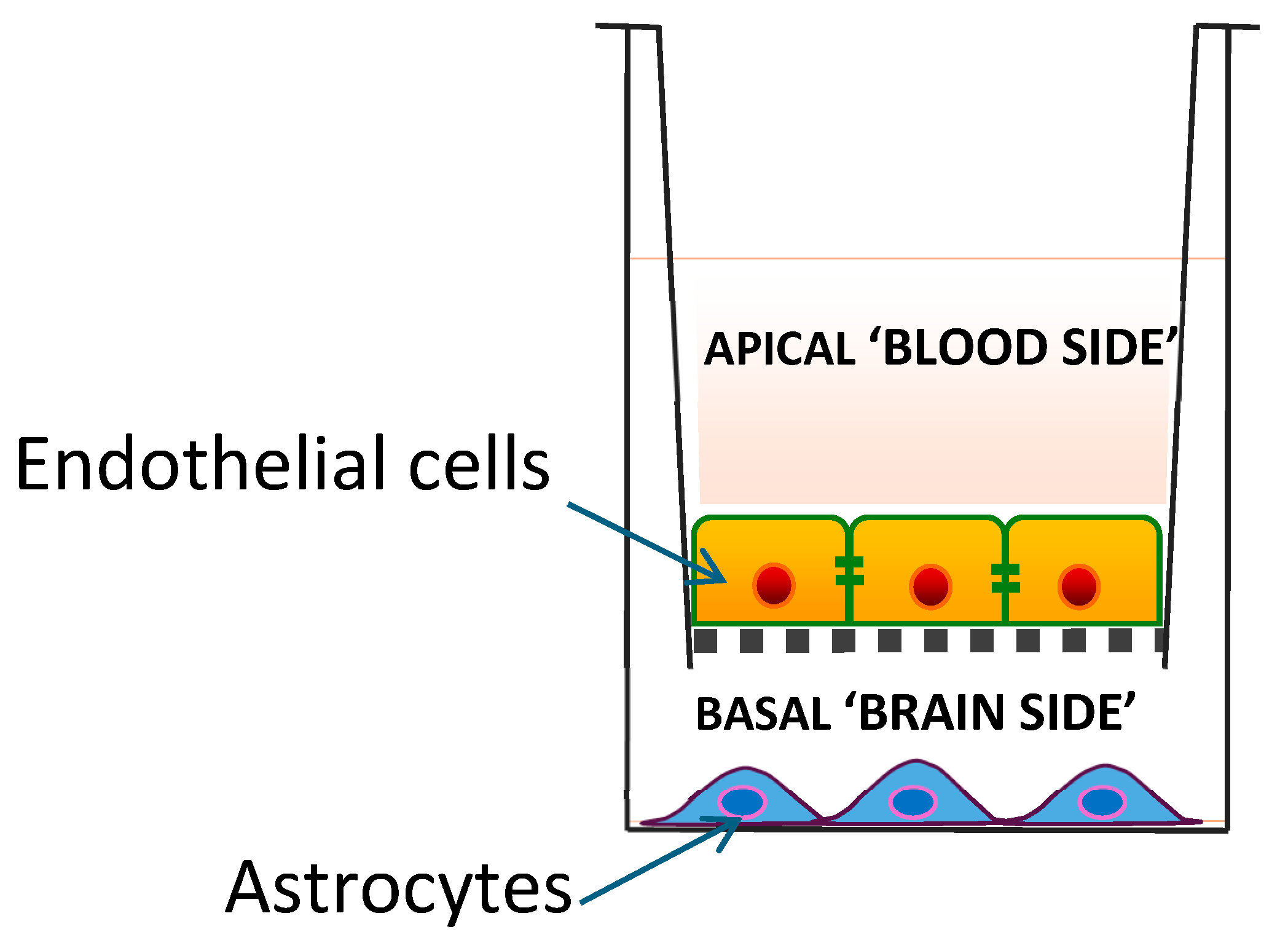 Antioxidants 15 00041 g001