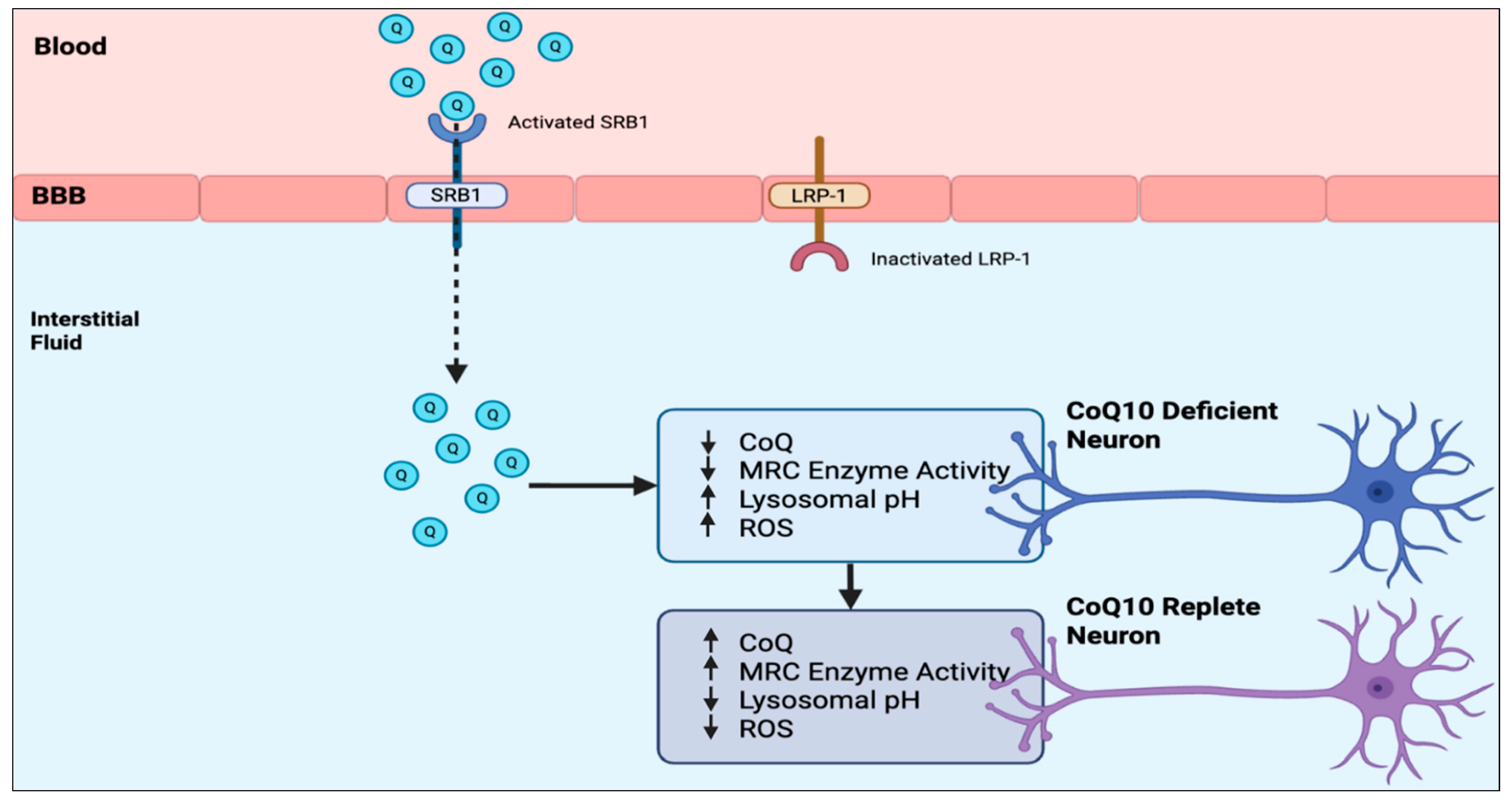 Antioxidants 15 00041 g002