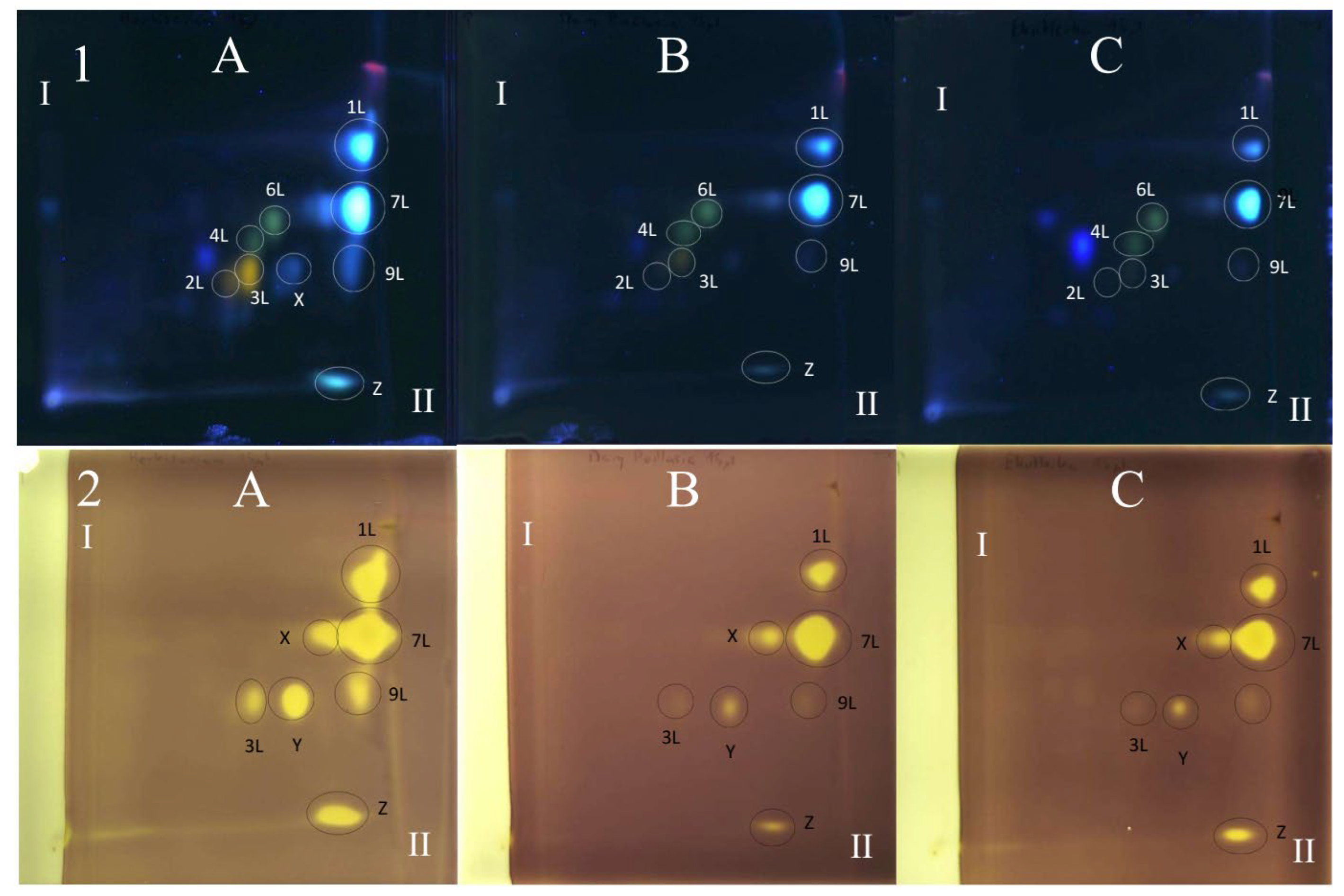 Antioxidants 15 00046 g005 Antioxidants 15 00046 g005
