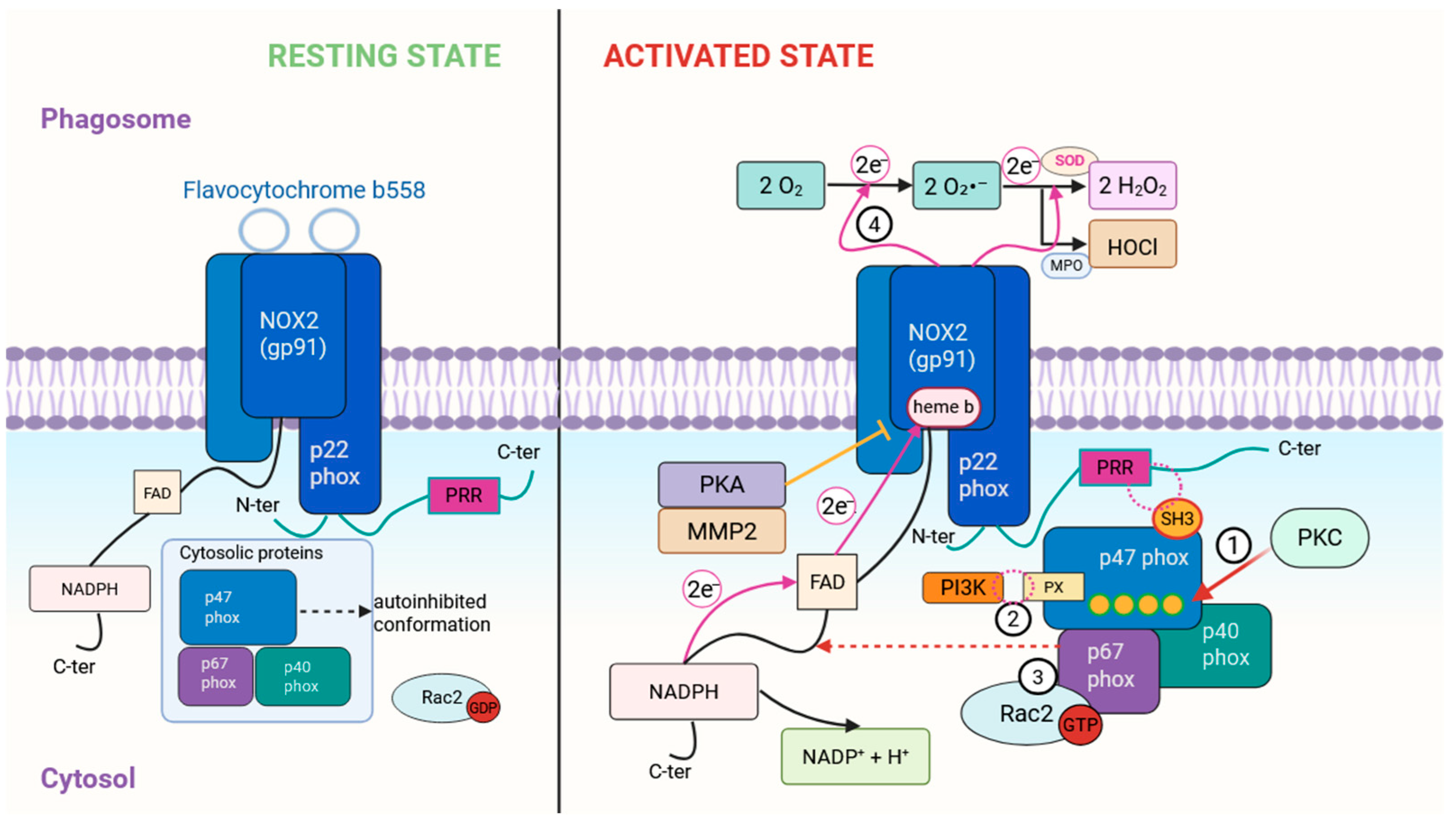 Antioxidants 15 00055 g001 Antioxidants 15 00055 g001