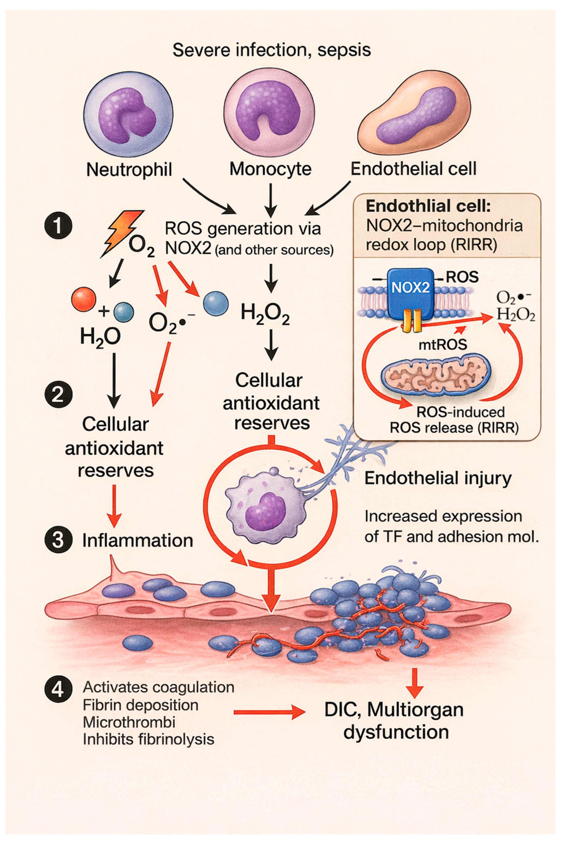 Antioxidants 15 00055 g002 Antioxidants 15 00055 g002