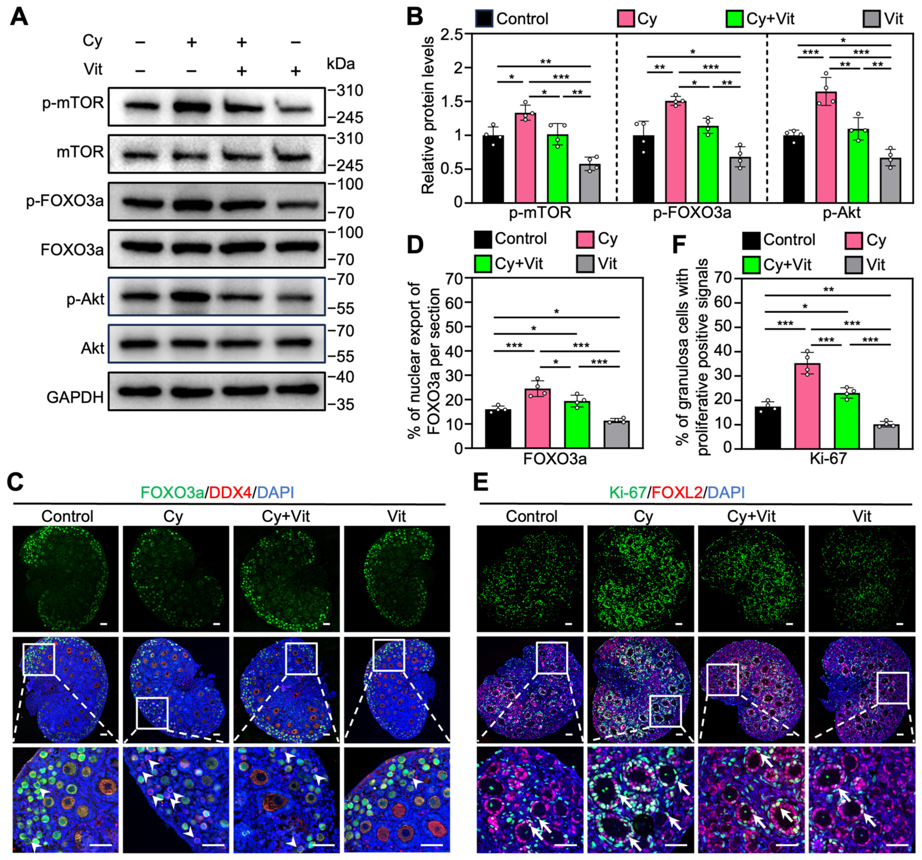 Antioxidants 15 00068 g004