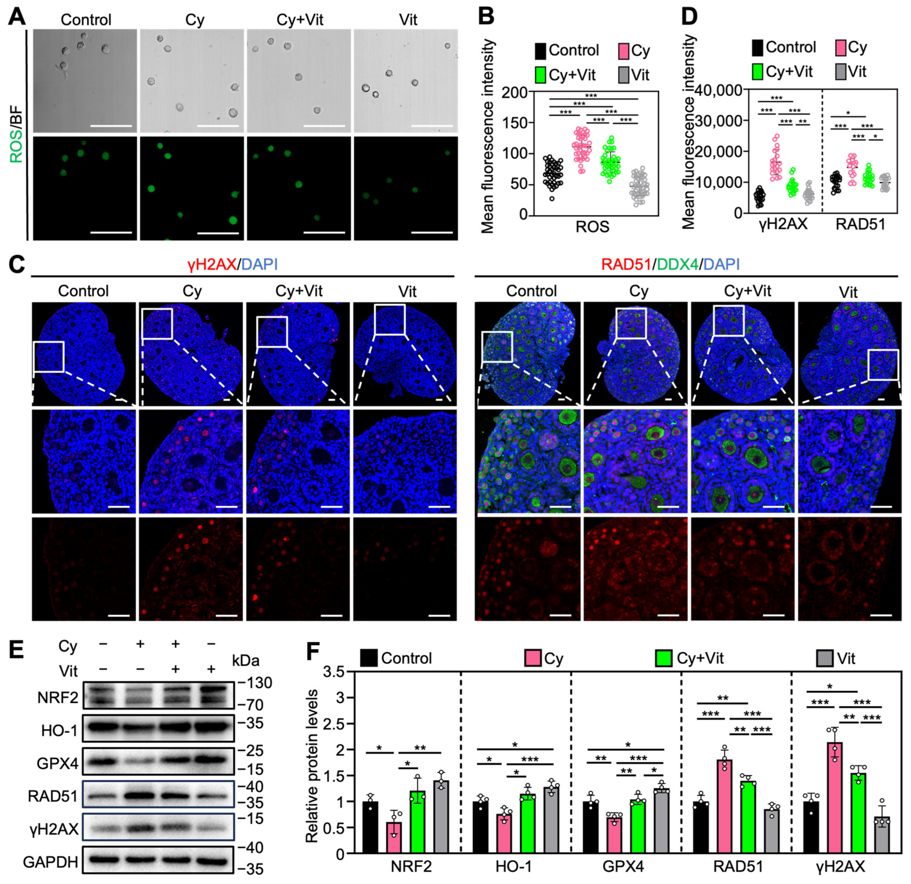 Antioxidants 15 00068 g005