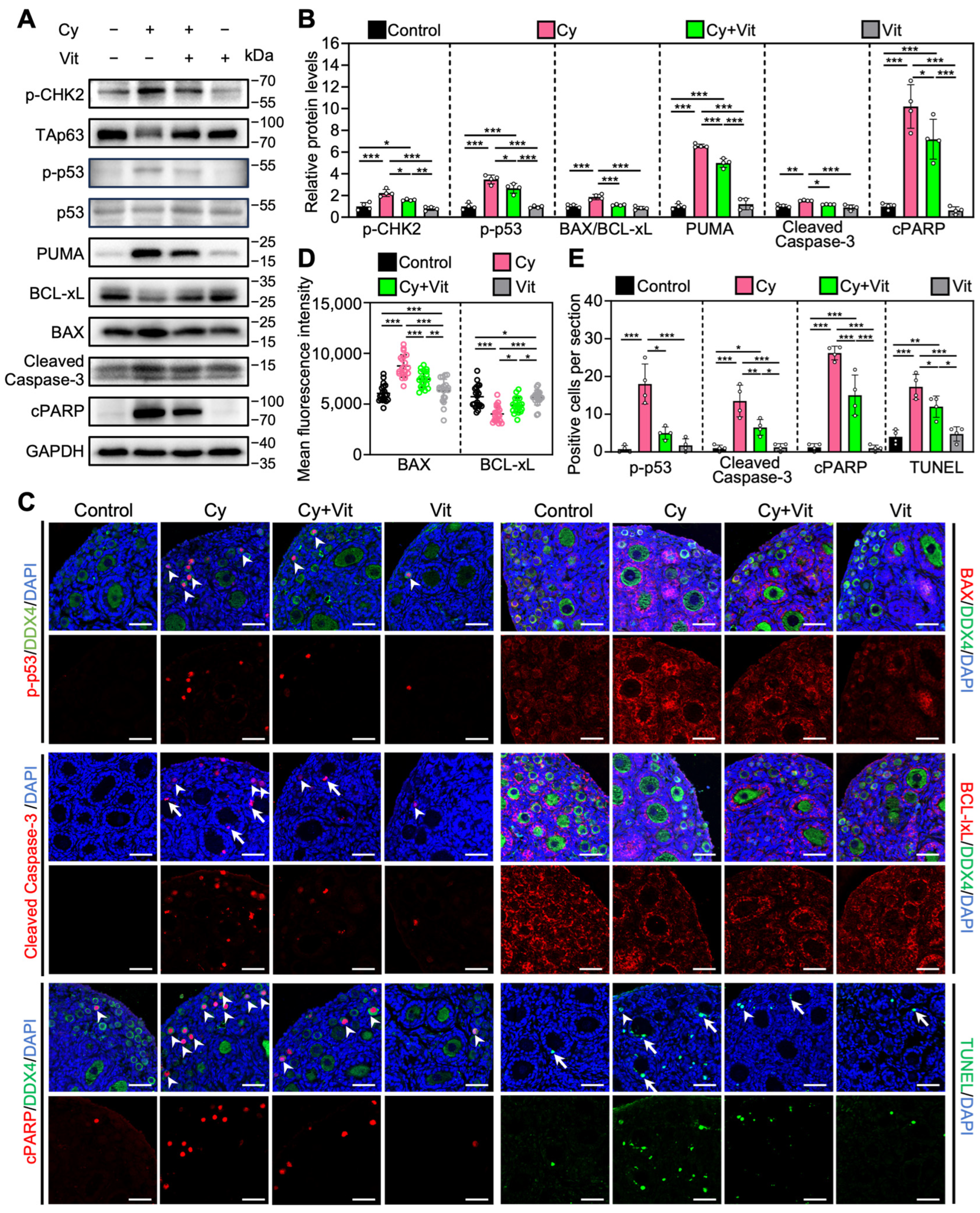 Antioxidants 15 00068 g006
