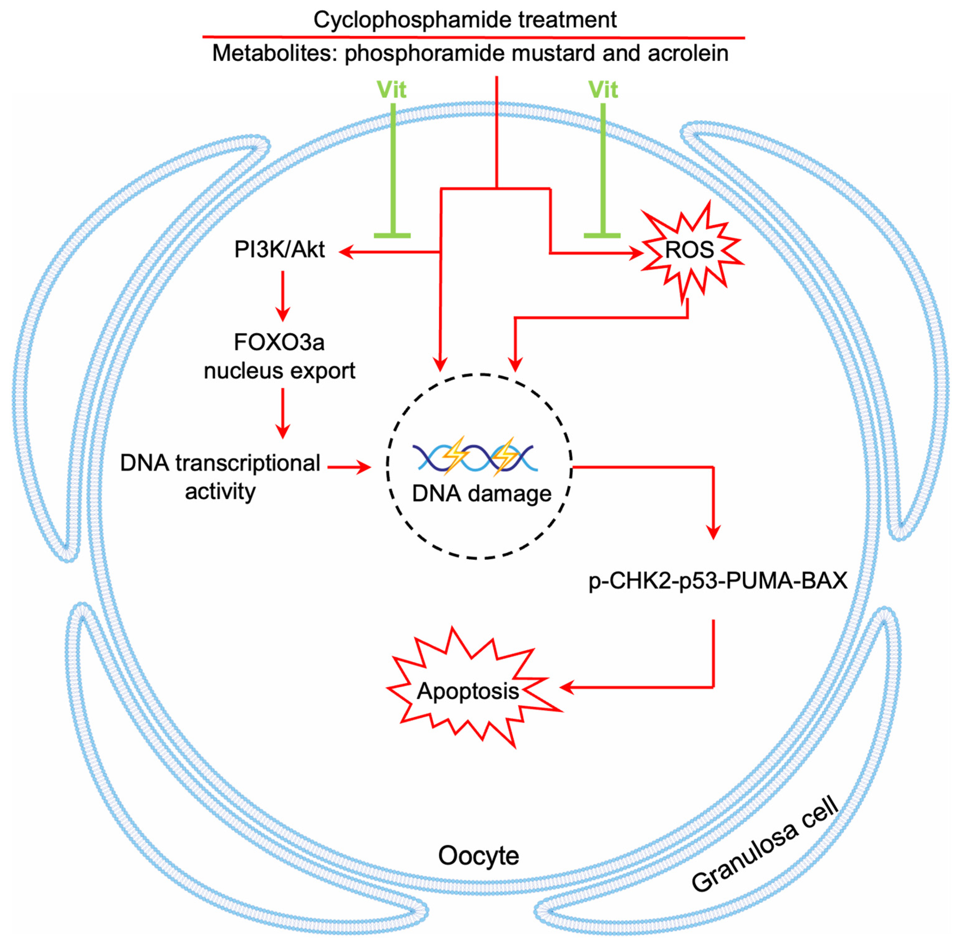 Antioxidants 15 00068 g009