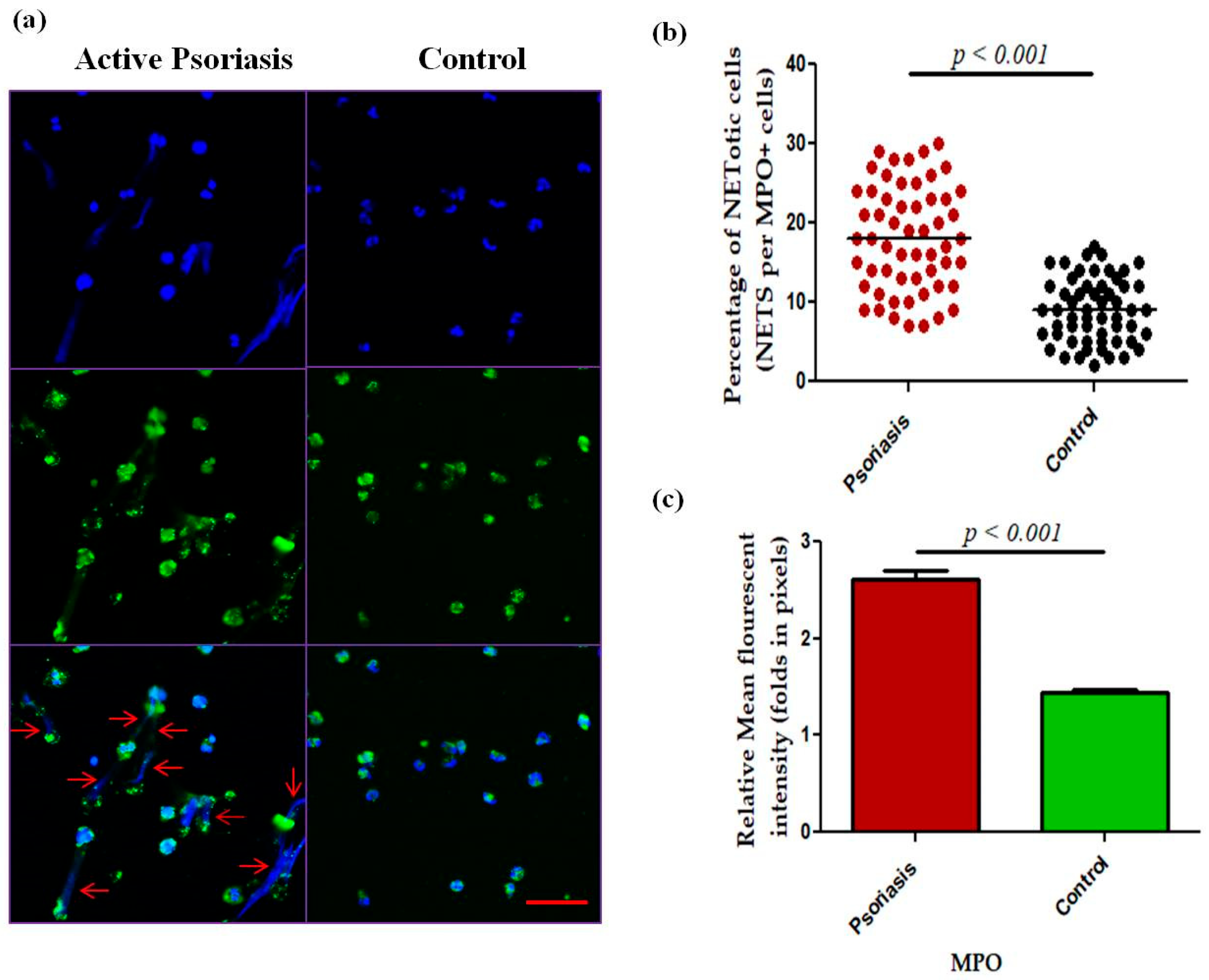 Antioxidants 15 00071 g004 Antioxidants 15 00071 g004