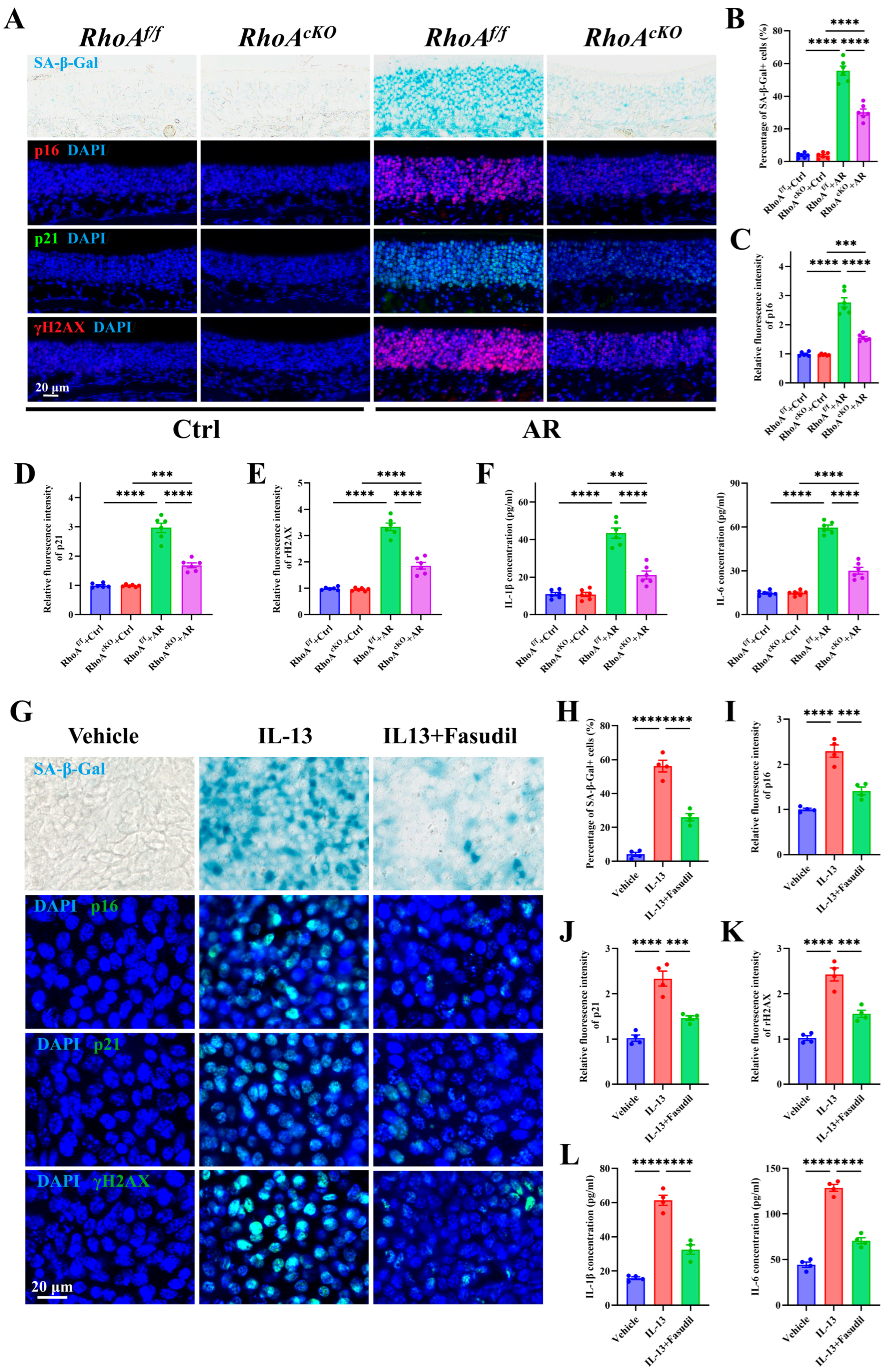 Antioxidants 15 00077 g005 Antioxidants 15 00077 g005