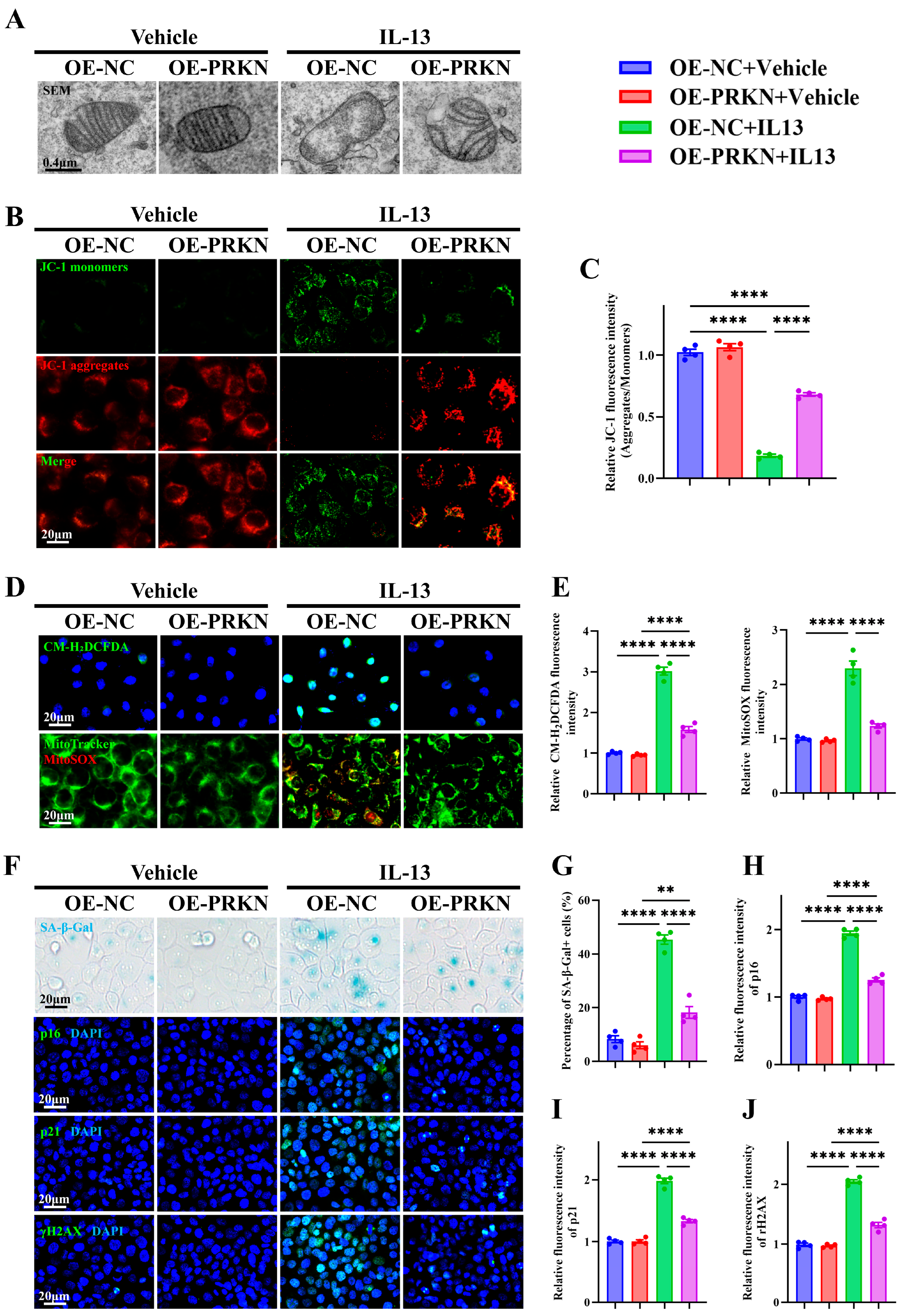 Antioxidants 15 00077 g008 Antioxidants 15 00077 g008