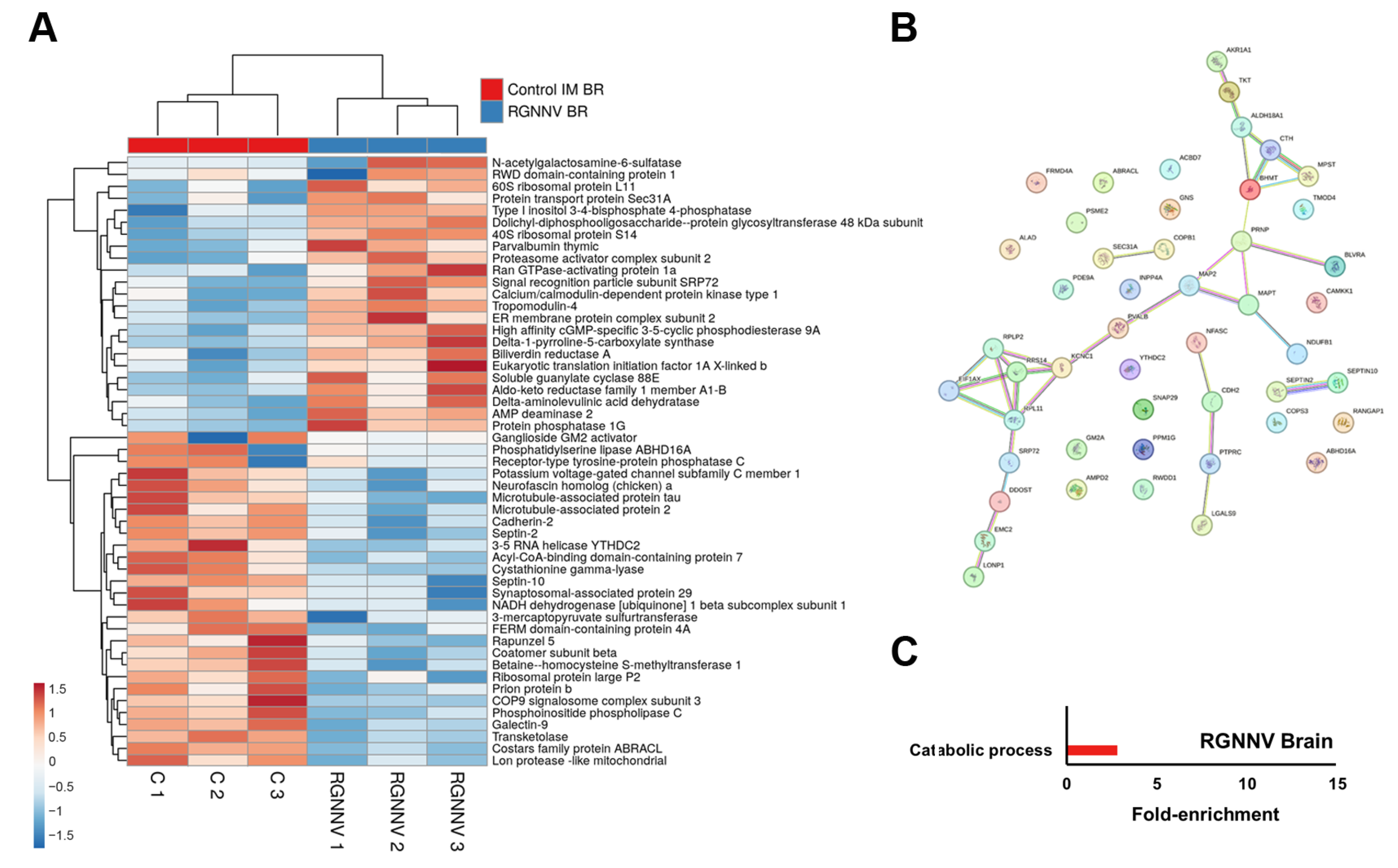 Antioxidants 15 00096 g005 Antioxidants 15 00096 g005