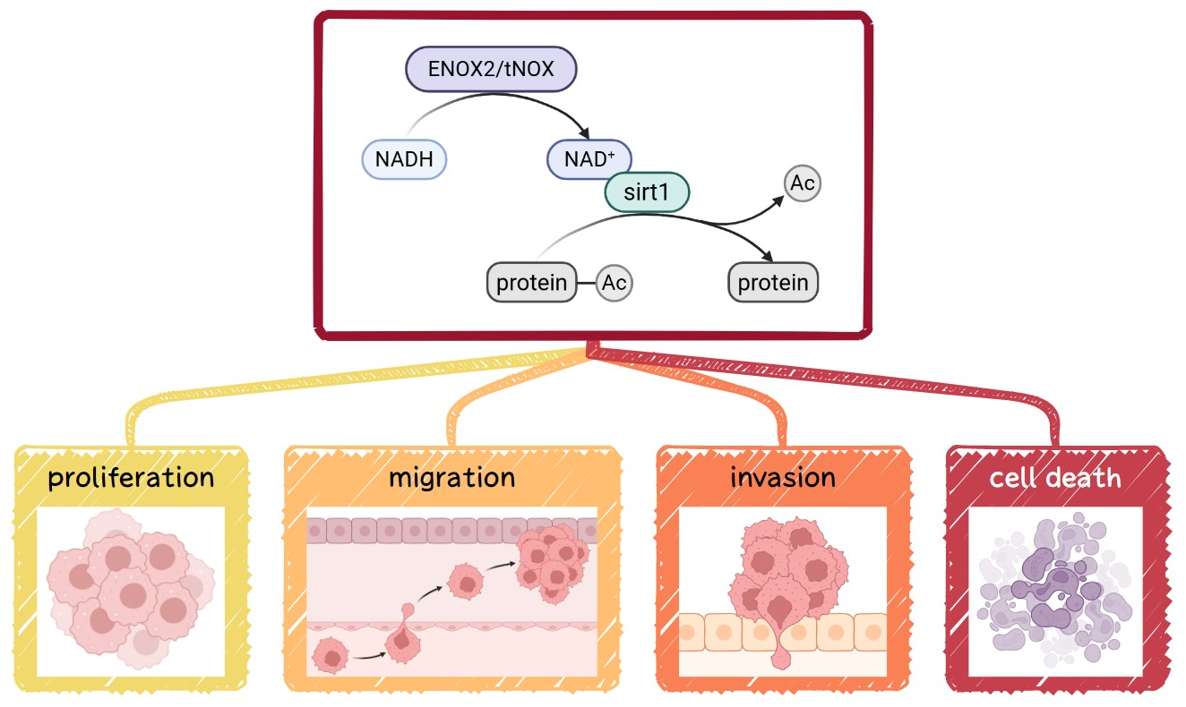 Antioxidants 15 00098 g001 Antioxidants 15 00098 g001