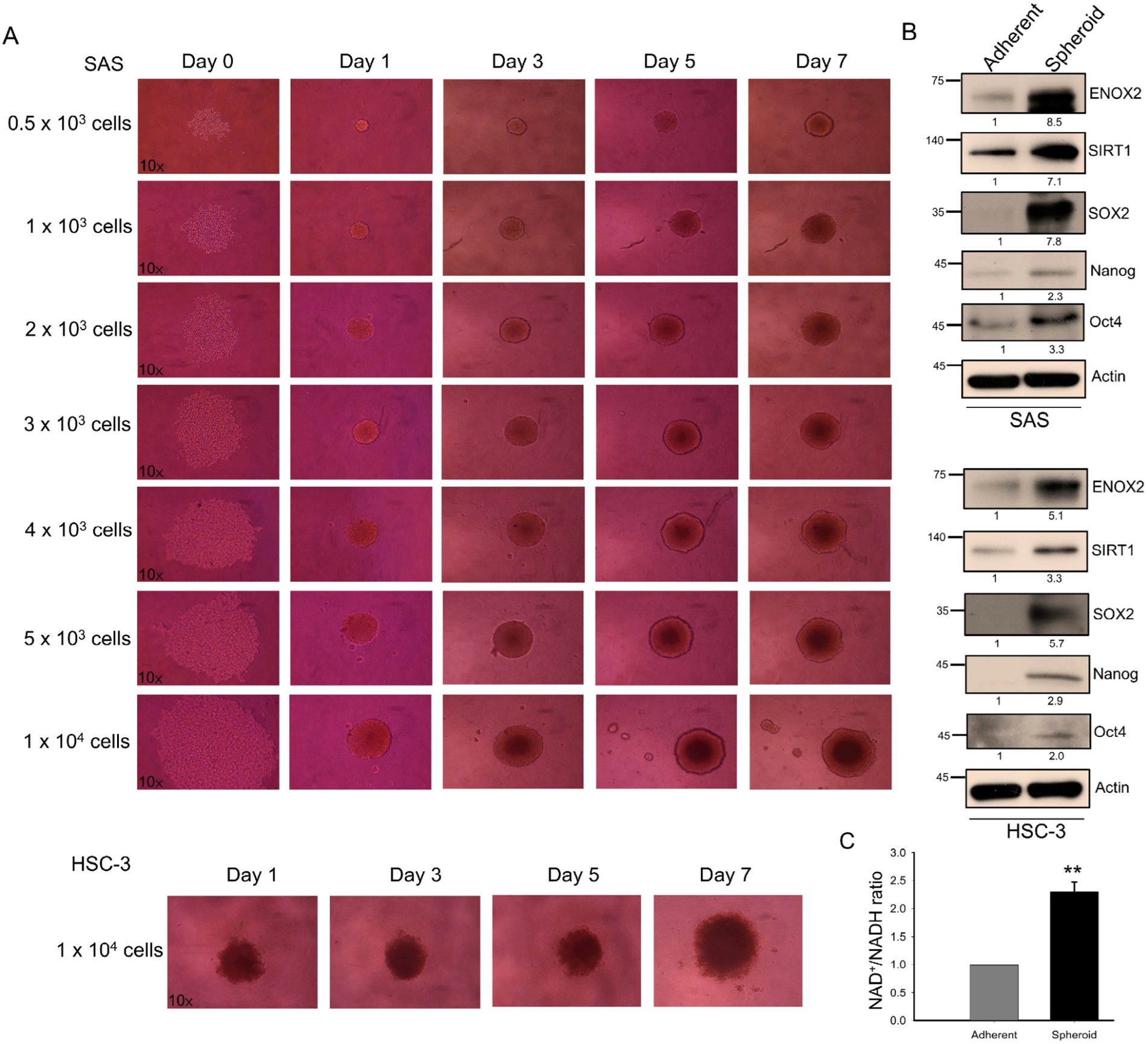 Antioxidants 15 00098 g005 Antioxidants 15 00098 g005