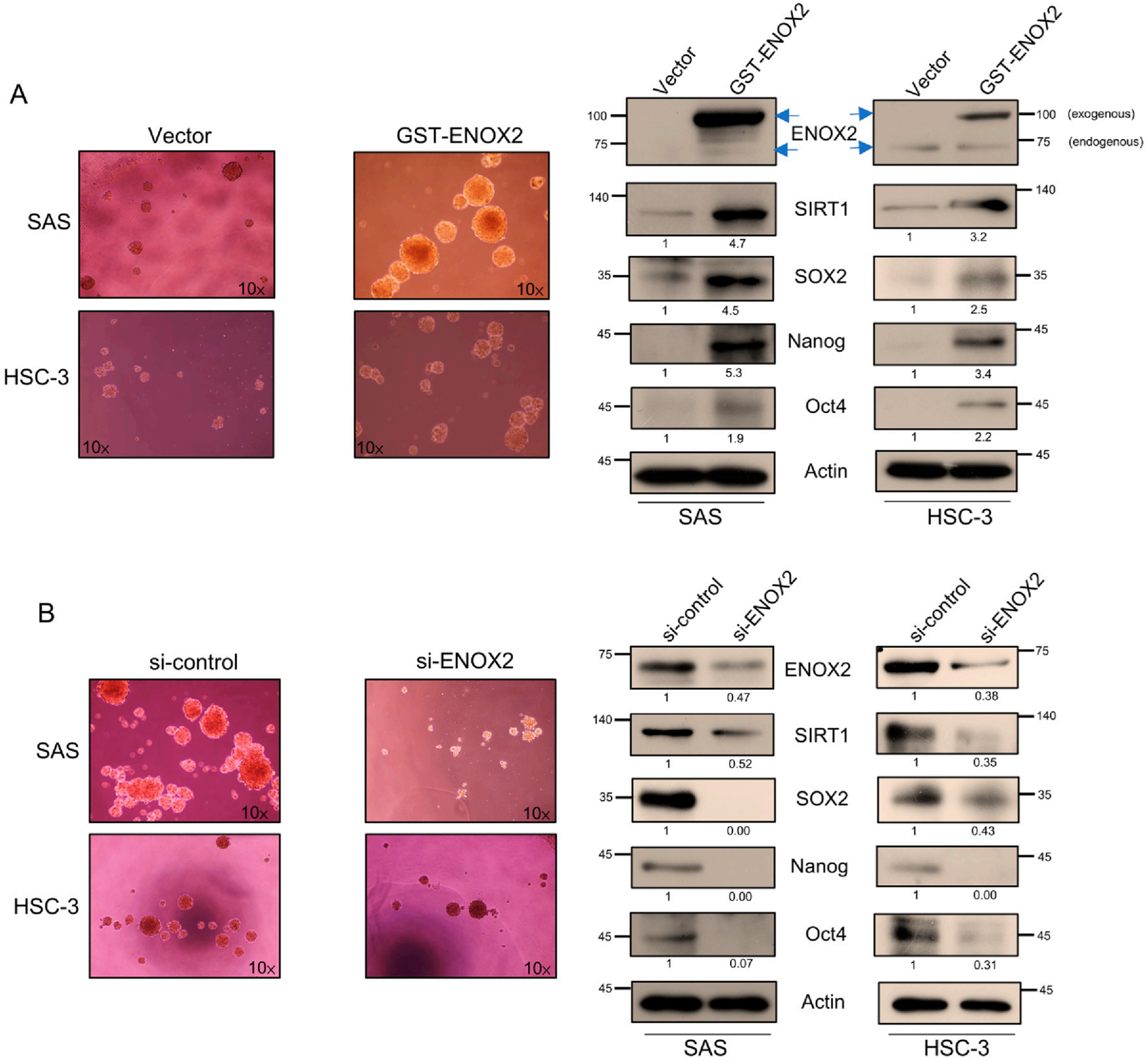 Antioxidants 15 00098 g007 Antioxidants 15 00098 g007