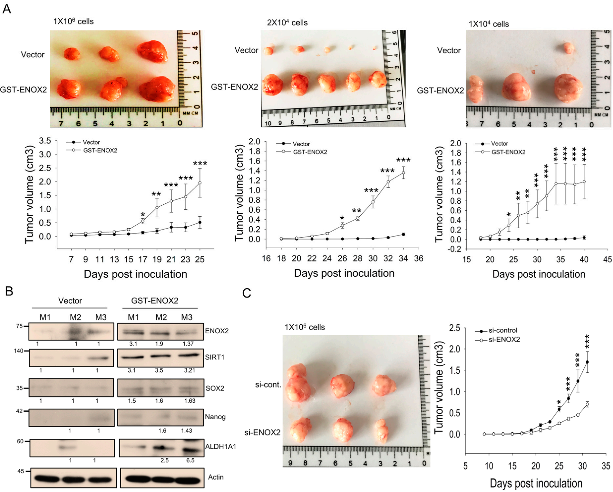 Antioxidants 15 00098 g008 Antioxidants 15 00098 g008