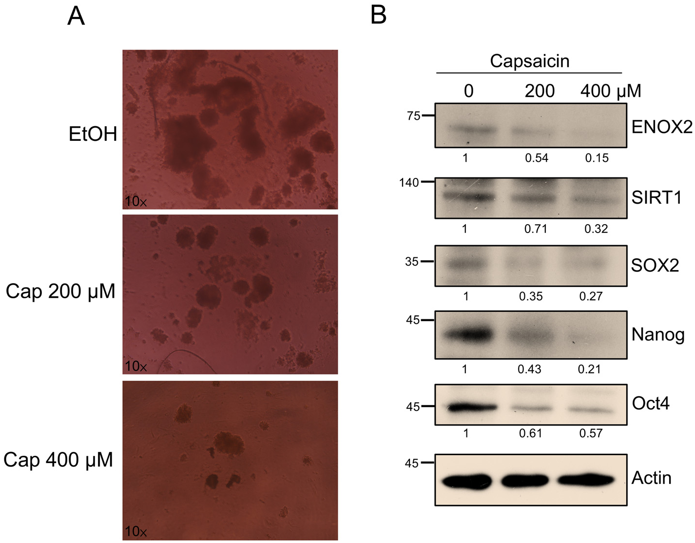 Antioxidants 15 00098 g009 Antioxidants 15 00098 g009