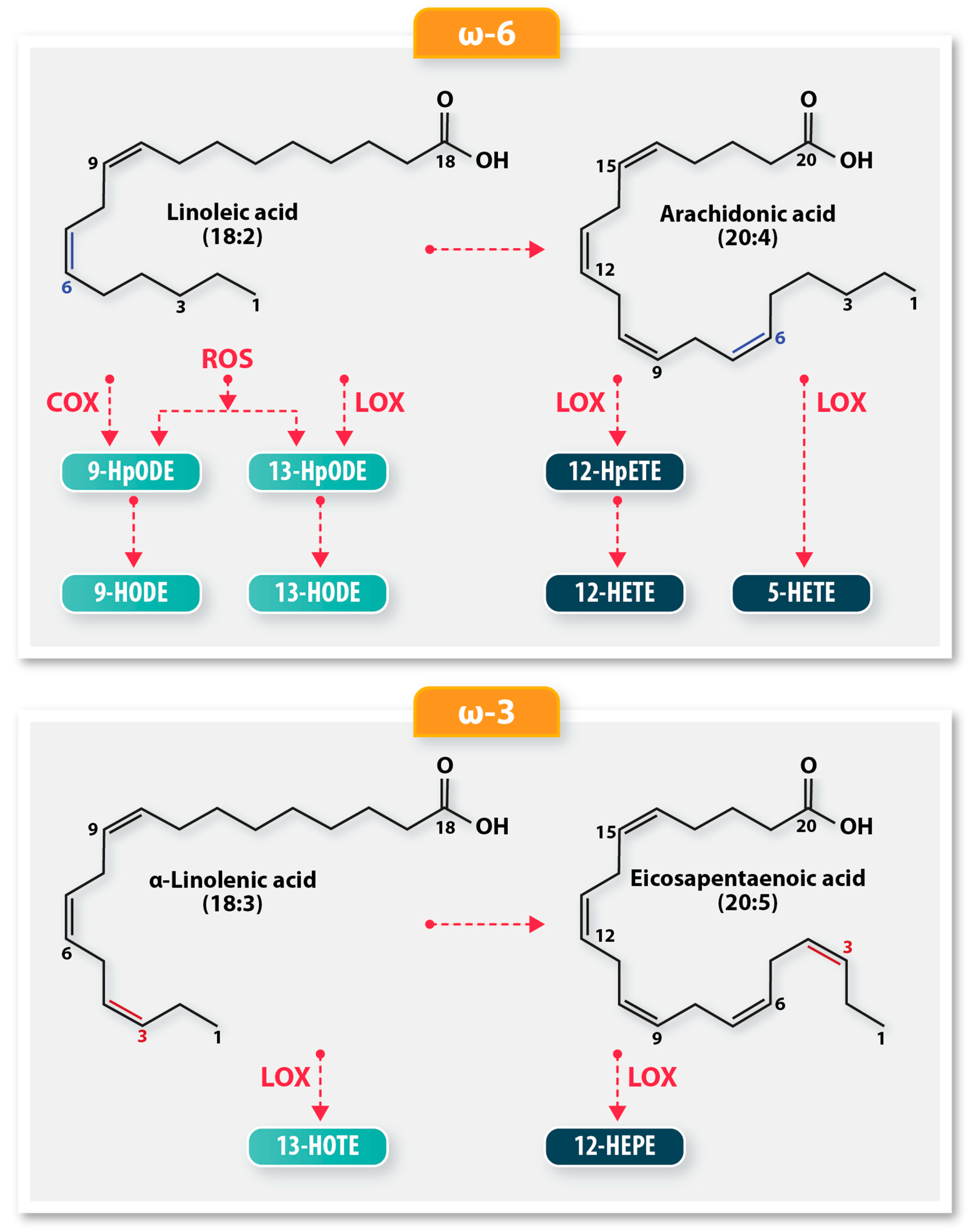 Antioxidants 15 00102 g001