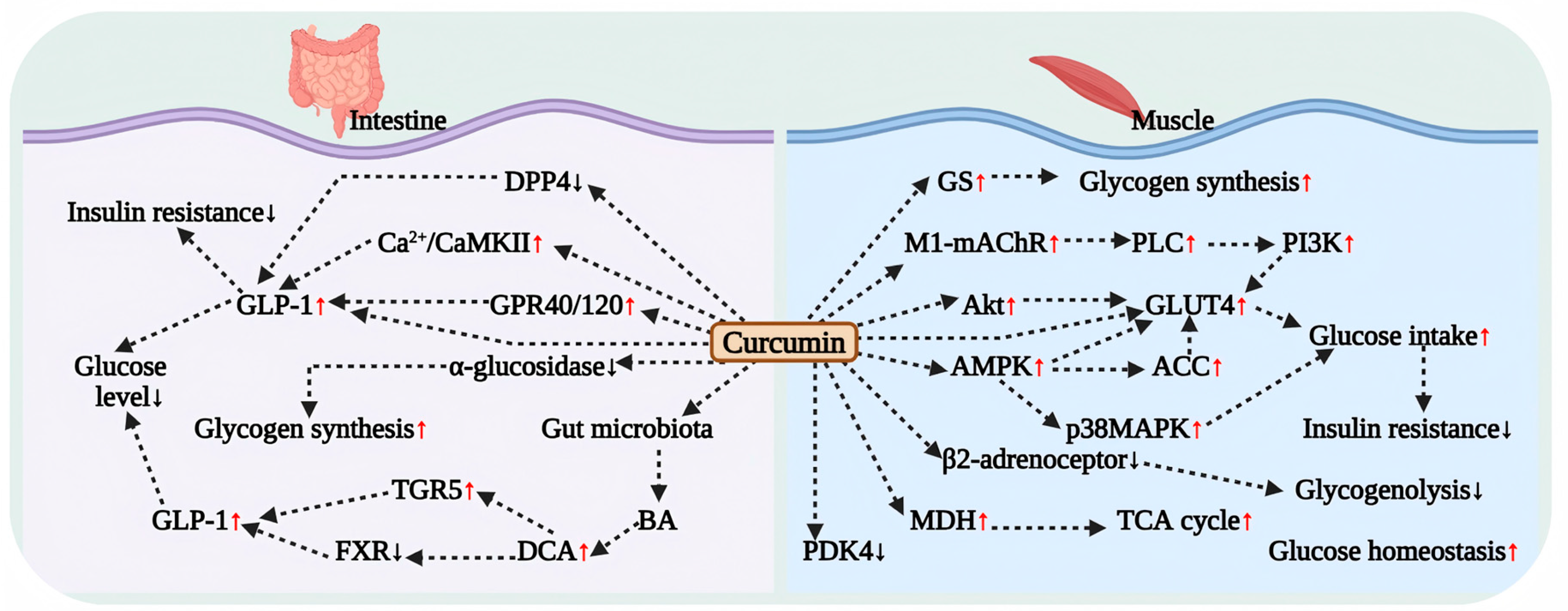 Antioxidants 15 00109 g002