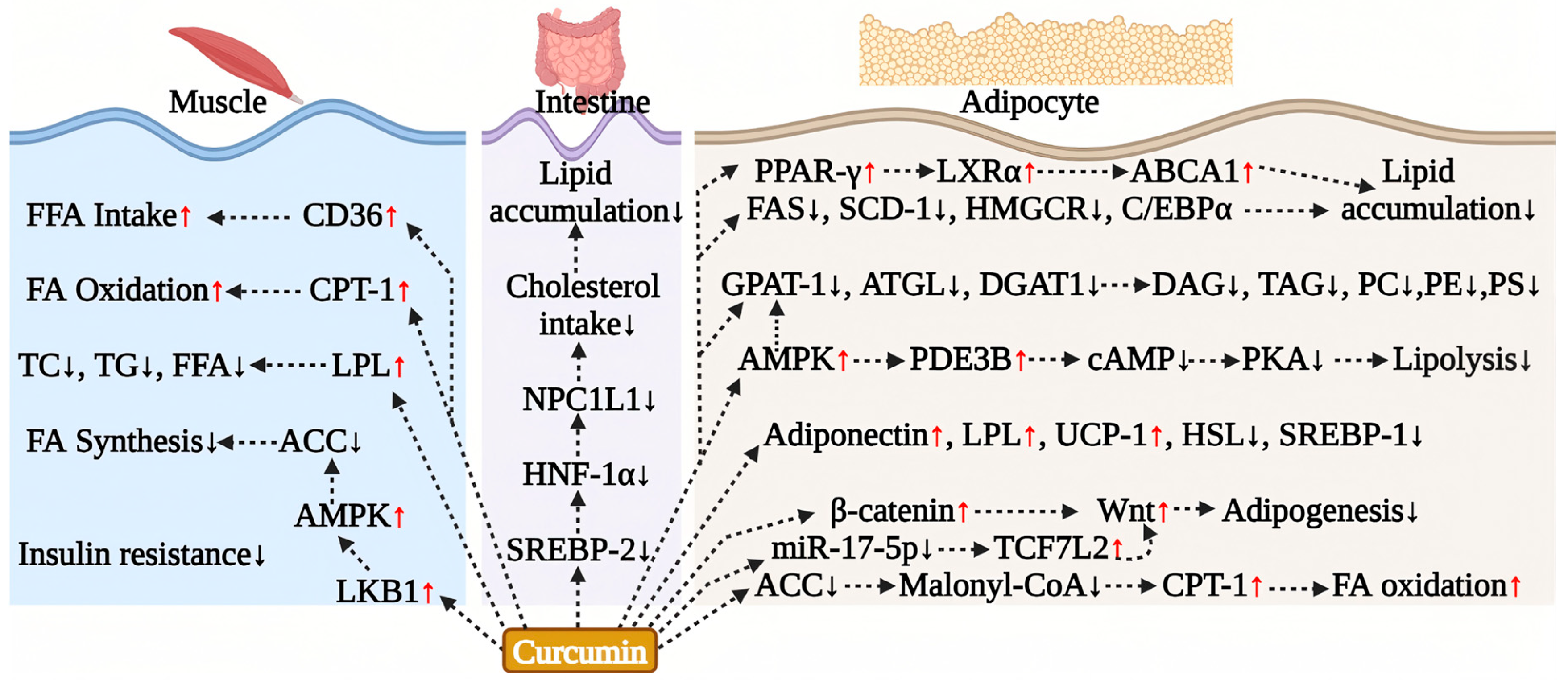 Antioxidants 15 00109 g004