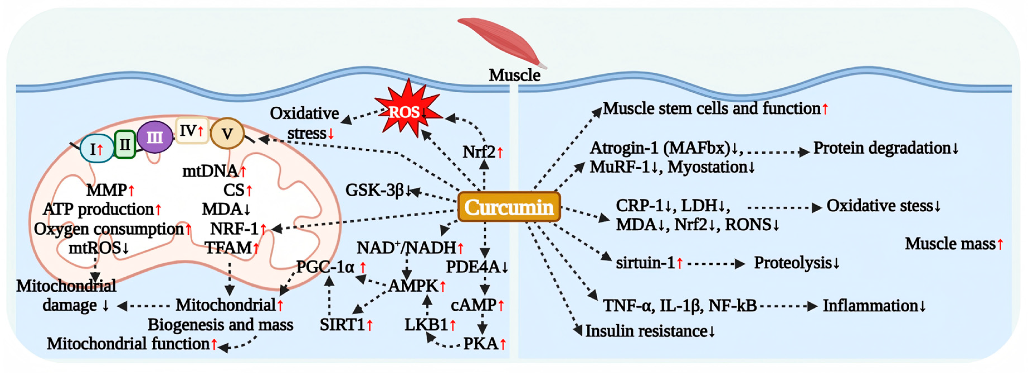 Antioxidants 15 00109 g005