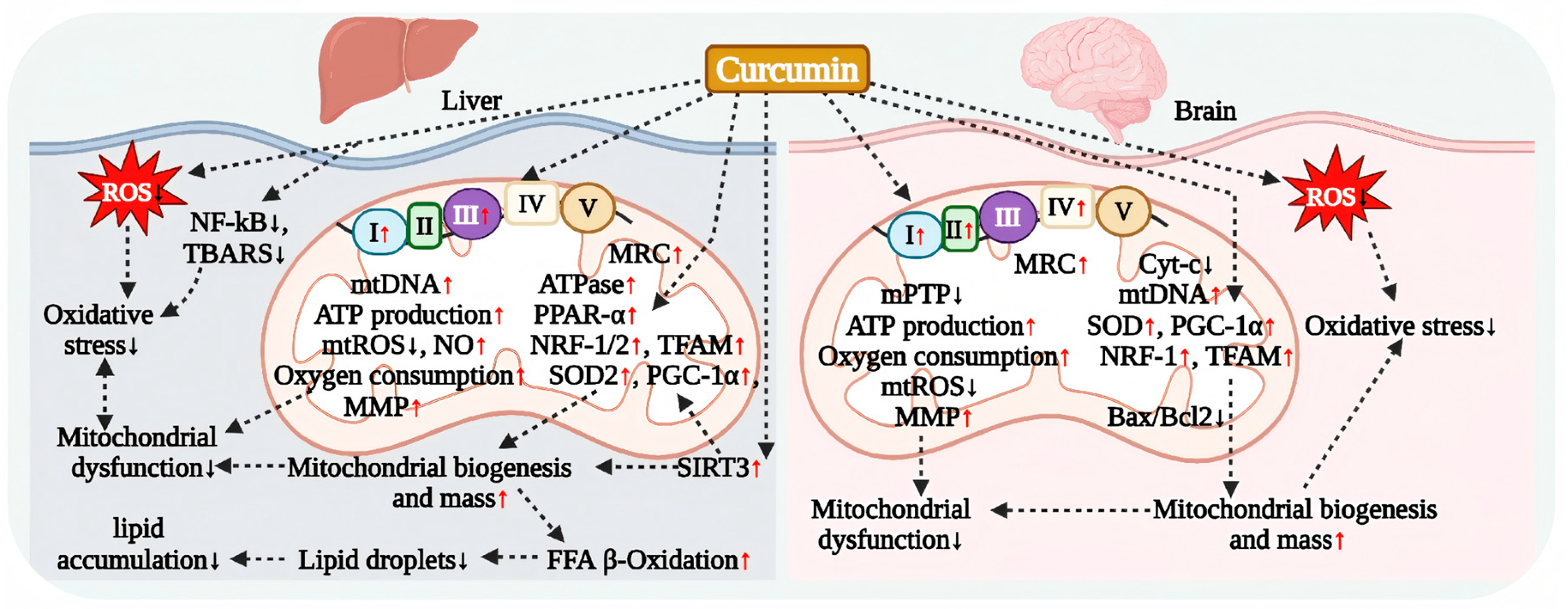 Antioxidants 15 00109 g006