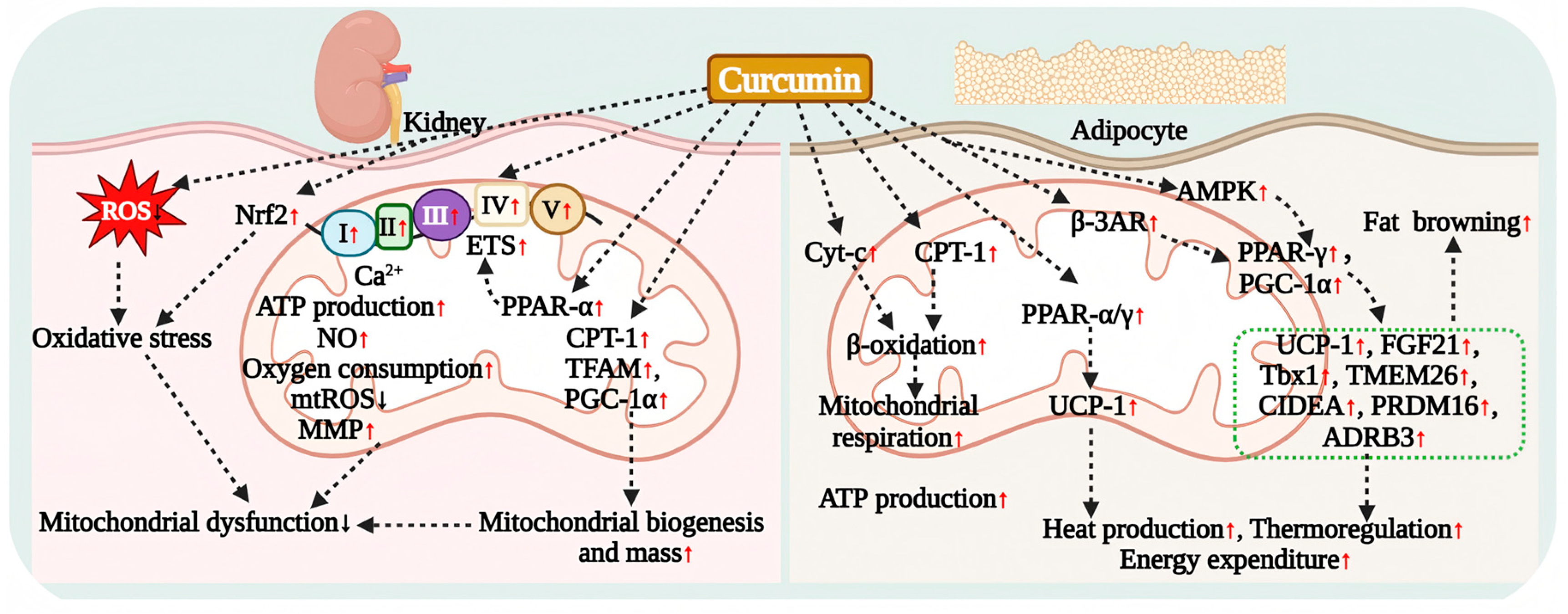 Antioxidants 15 00109 g007