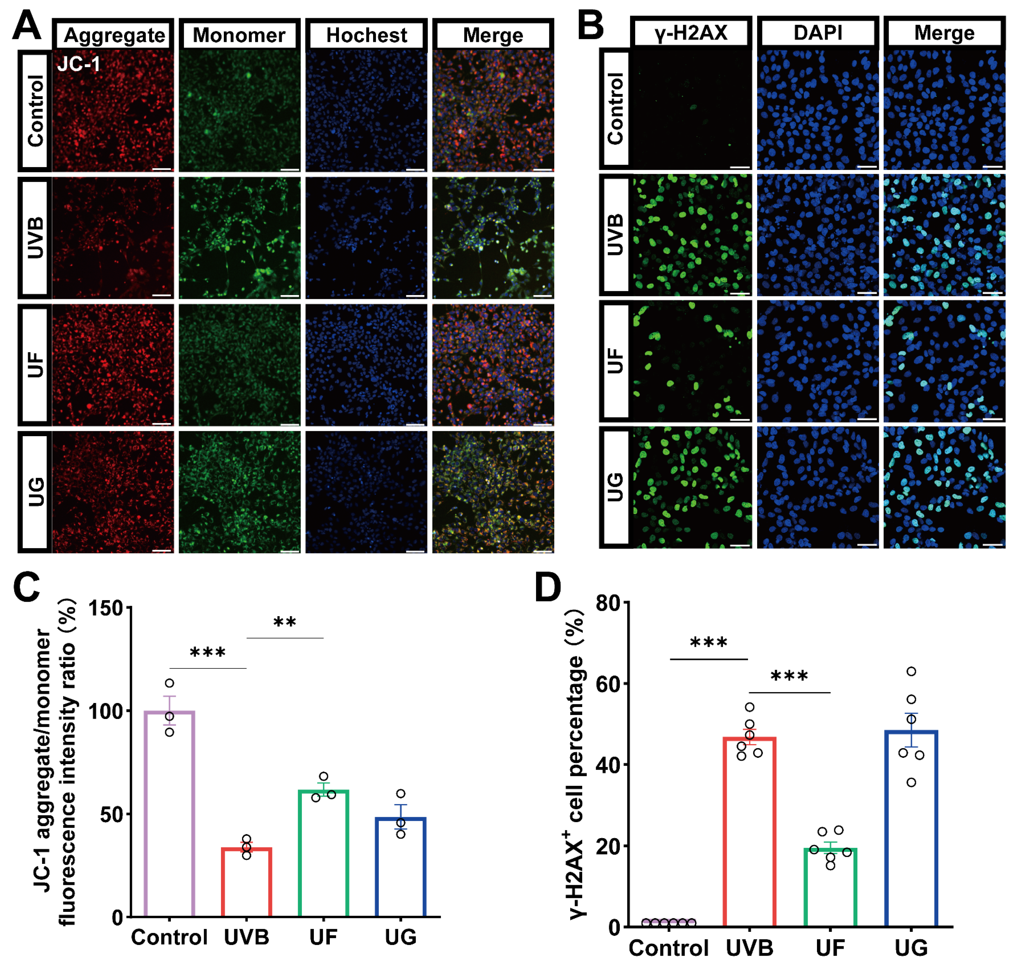 Antioxidants 15 00118 g005