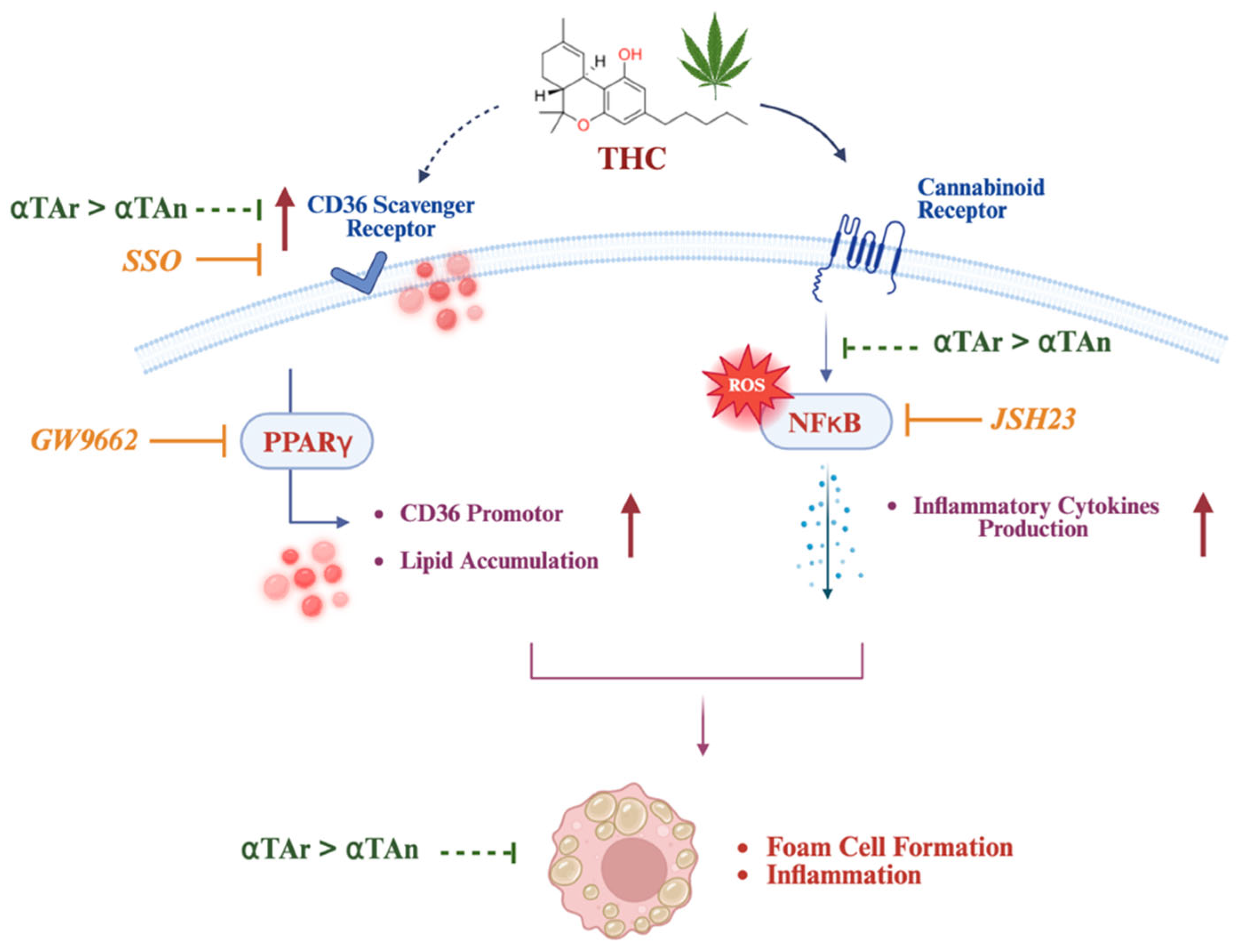 Antioxidants 15 00119 g010