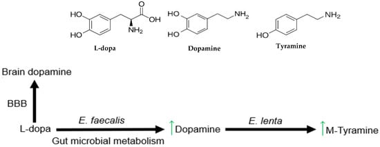 Gut microbial metabolism of L-dopa. L-dopa absorbed into the bloodstream crosses the blood–brain barrier (BBB) to increase dopamine in the brain. Gut metabolism by E. faecalis converts L-dopa to dopamine, effectively reducing the amount of L-dopa available for uptake. Dopamine produced in the gut can be further metabolized to m-tyramine by E. lenta (adapted with permission from [46]).