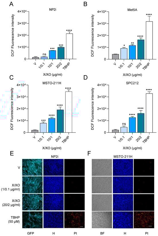Treatment with xanthine and xanthine oxidase leads to generation of reactive oxygen species in mesothelial and mesothelioma cells. Bar graphs depicting DCF fluorescence intensity (arbitrary units) for mesothelial cells (A,B) and for pleural mesothelioma (C,D) cell lines after treatment with xanthine/xanthine oxidase (X/XO) at indicated concentrations compared to vehicle (V) and positive control (TBHP, 250 µM). Data from n = 3 experiments were analysed by one-way ANOVA followed by Dunnett’s test. Significance is indicated as ns p > 0.05, * p < 0.05, ** p < 0.01, *** p < 0.001, and **** p < 0.0001, treated versus vehicle. Error bars represent ± SD. Double staining with Hoechst 33342 and propidium iodide (PI) of mesothelial cells (E) and pleural mesothelioma cells (F) treated with vehicle (V) or 1/0.1 µg/mL and 20/2 µg/mL X/XO or 50 µM TBHP (as positive control) for 24 h. Hoechst 33342 (blue) shows nuclear morphology, and propidium iodide (PI, red) labels dead cells that have lost membrane integrity. Green fluorescence protein (GFP) and brightfield (BF) images are shown for NP2i and MSTO-211H, respectively. All microscopic images were taken at same magnification. Scale bar = 50 µm.