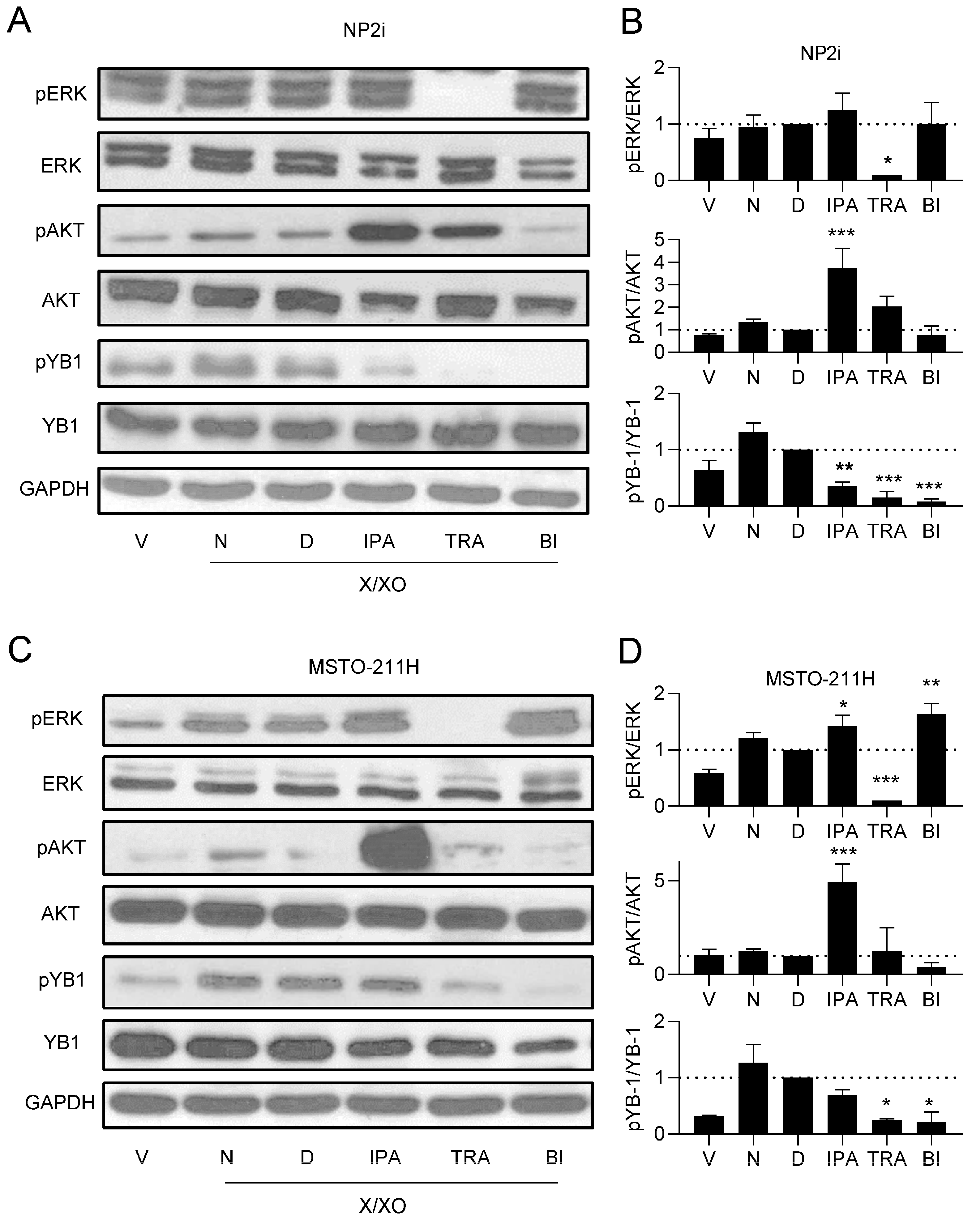 Antioxidants 15 00121 g005