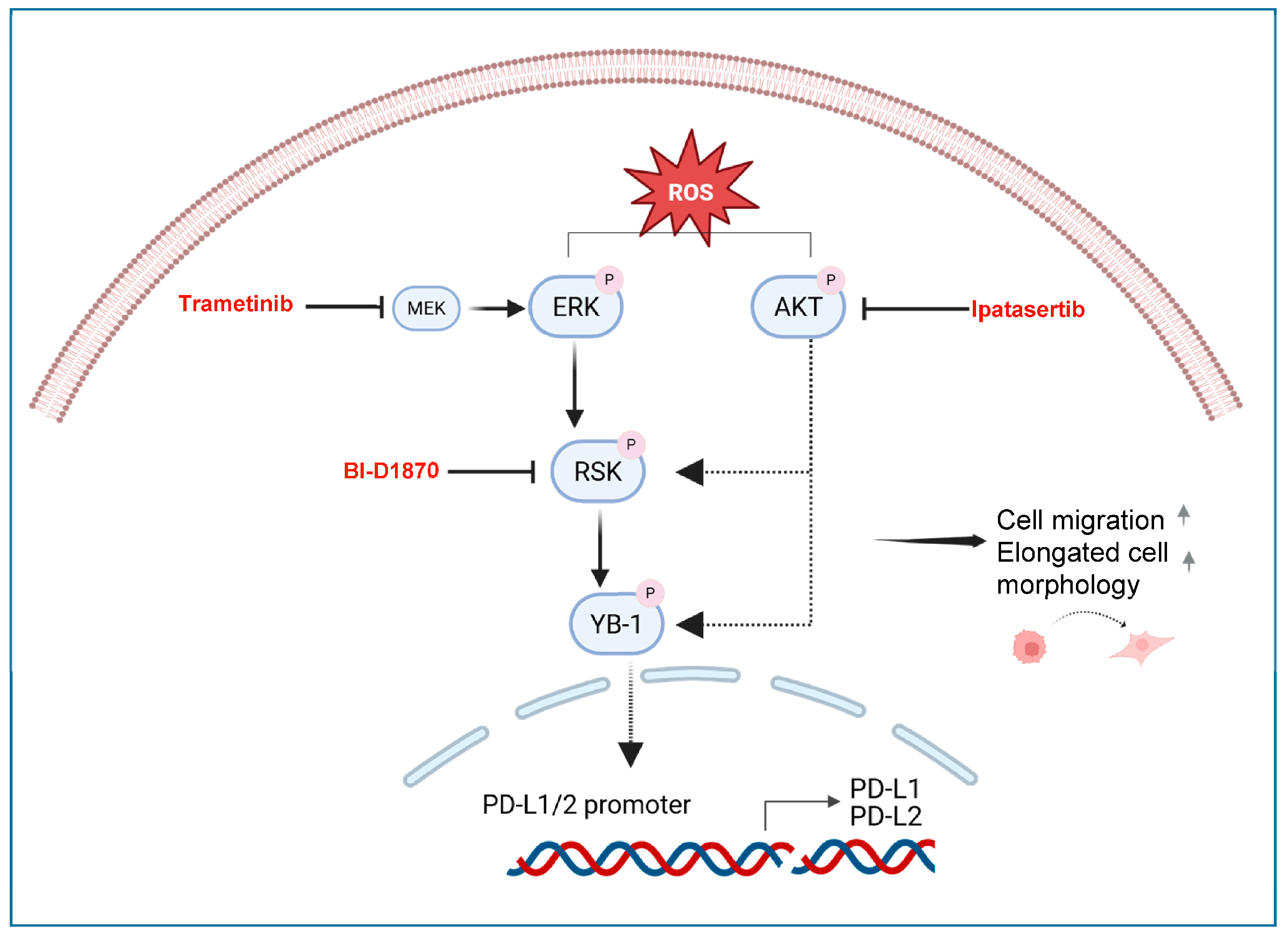 Antioxidants 15 00121 g007