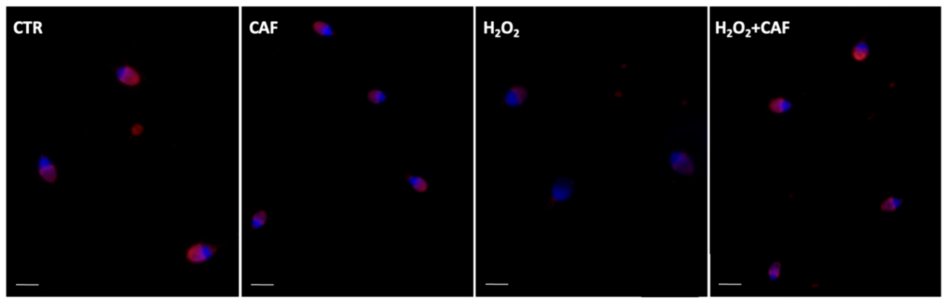 Antioxidants 15 00133 g006 Antioxidants 15 00133 g006